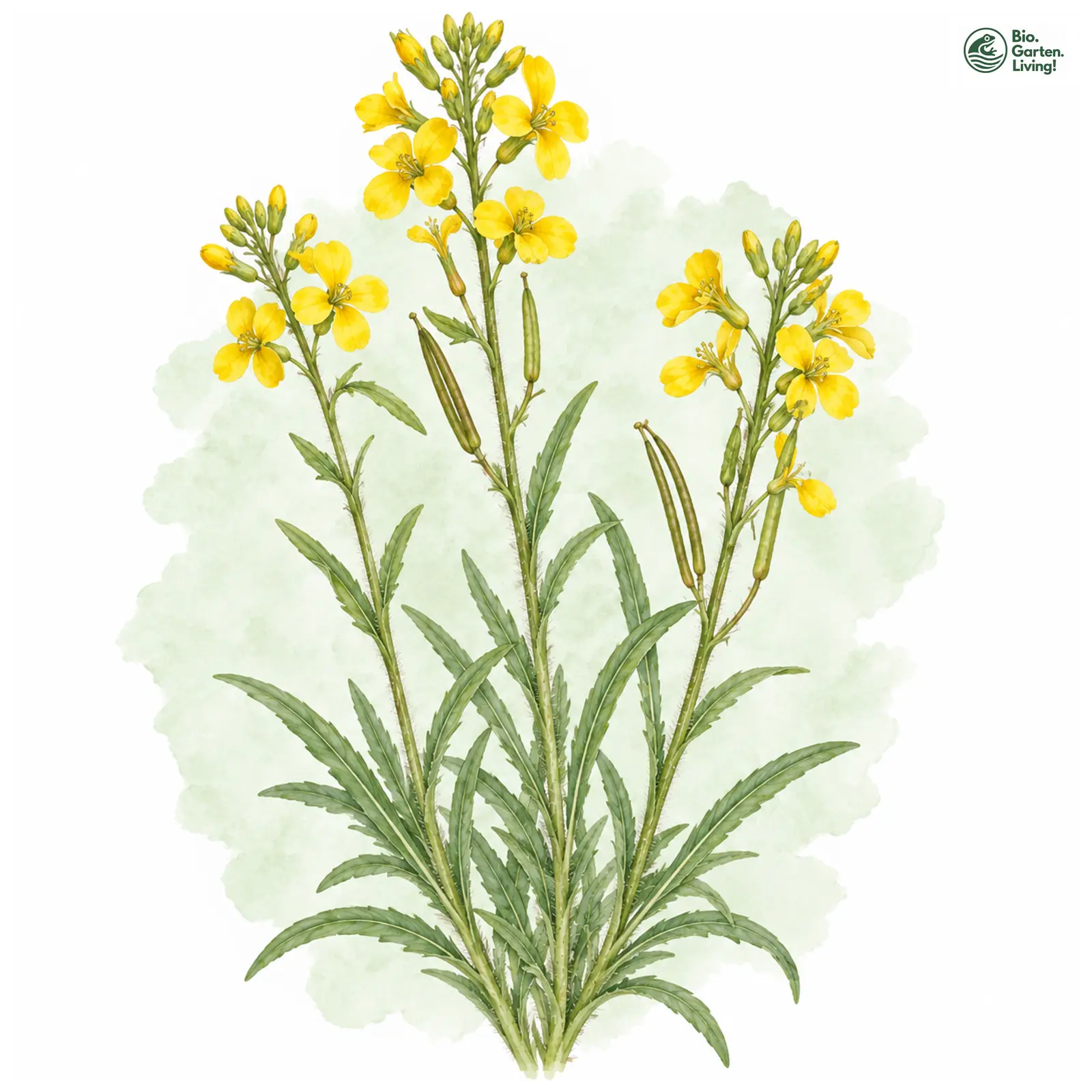 Aquarellzeichnung: Schweizer Schöterich (Erysimum rhaeticum)