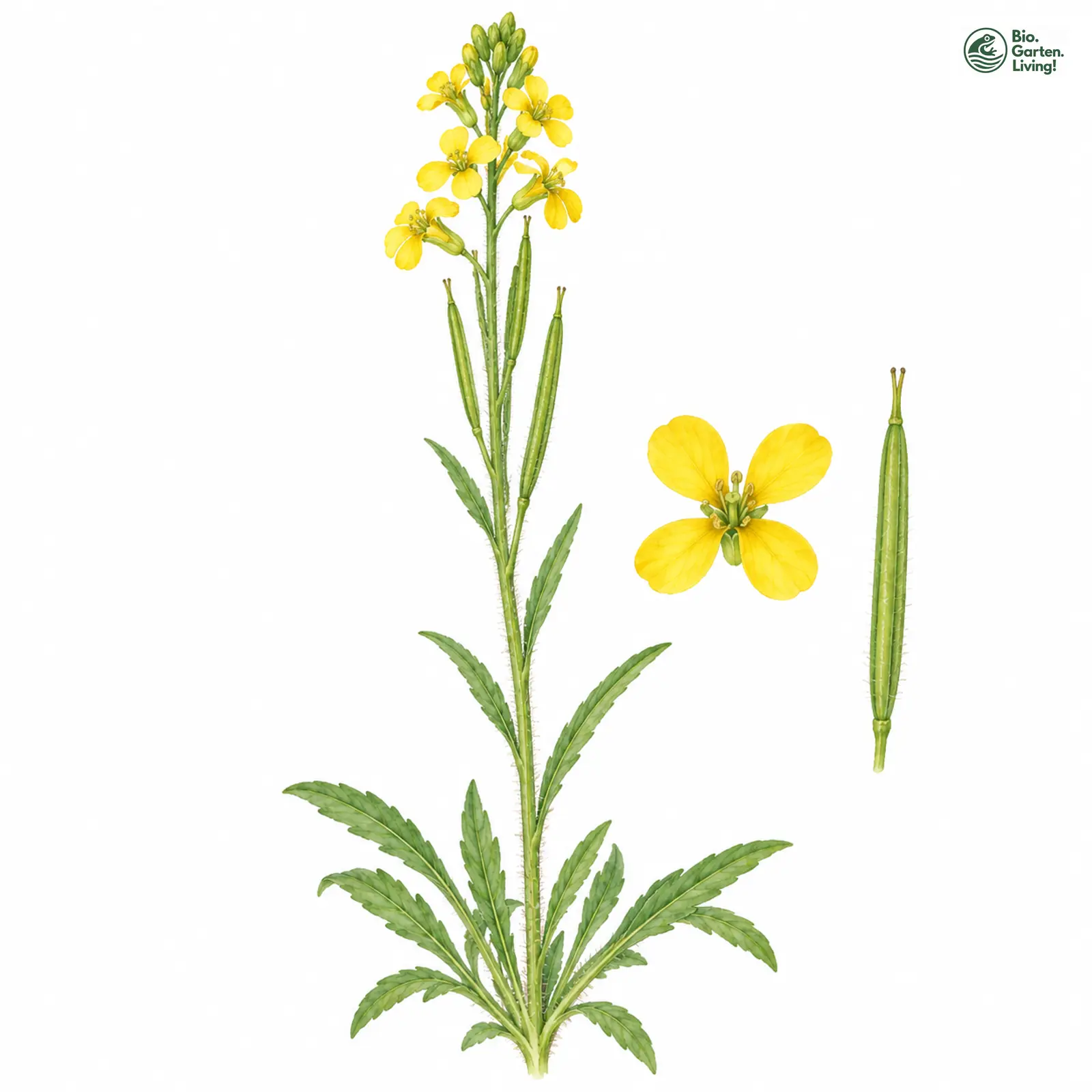 Aquarellzeichnung: Ruten-Schöterich (Erysimum virgatum (im weiteren Sinne))