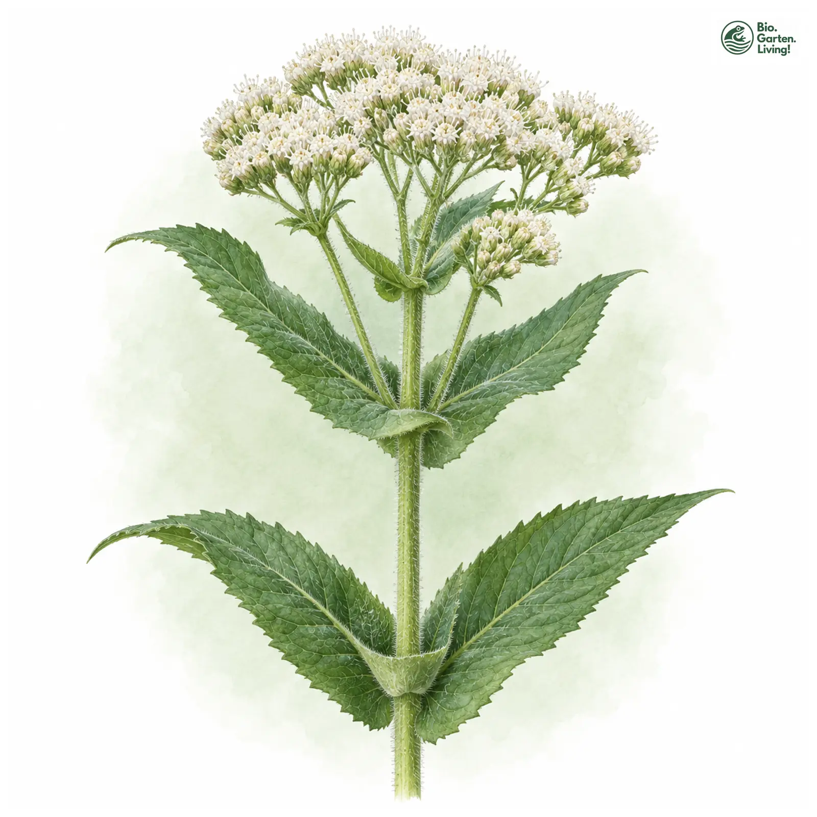 Aquarellzeichnung: Durchwachsener Wasserdost (Eupatorium perfoliatum)