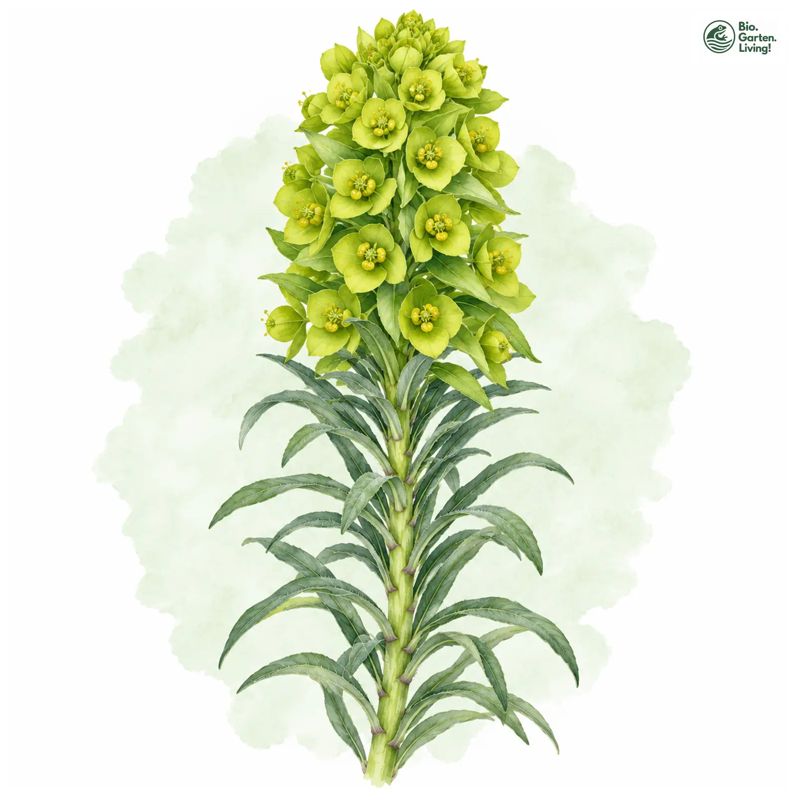 Aquarellzeichnung: Palisaden-Wolfsmilch (Euphorbia characias)