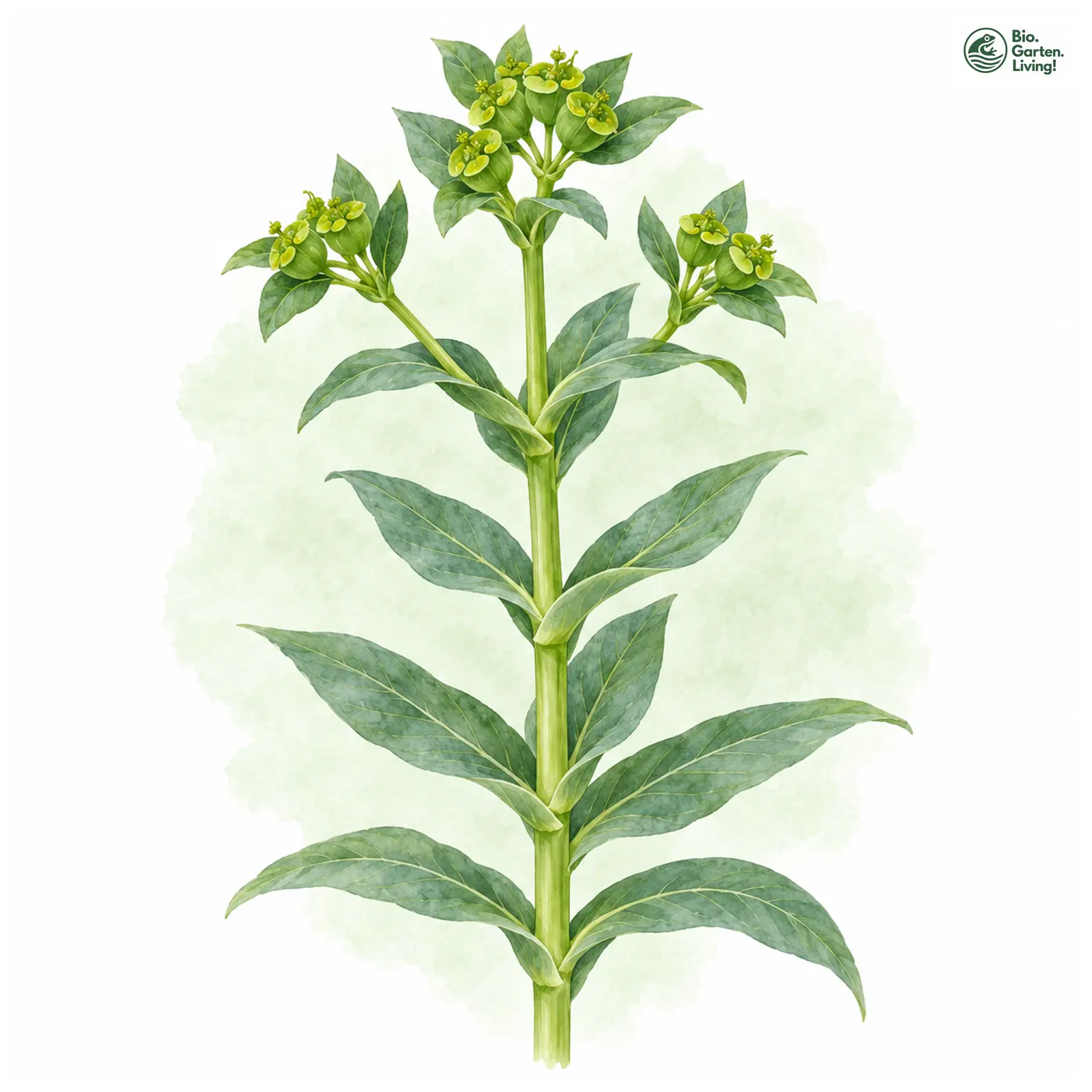 Aquarellzeichnung: Kreuzblättrige Wolfsmilch (Euphorbia lathyris)