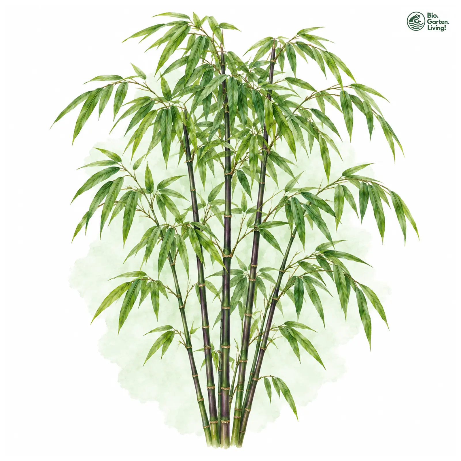 Aquarellzeichnung: Glanz-Schirmbambus (Fargesia nitida)