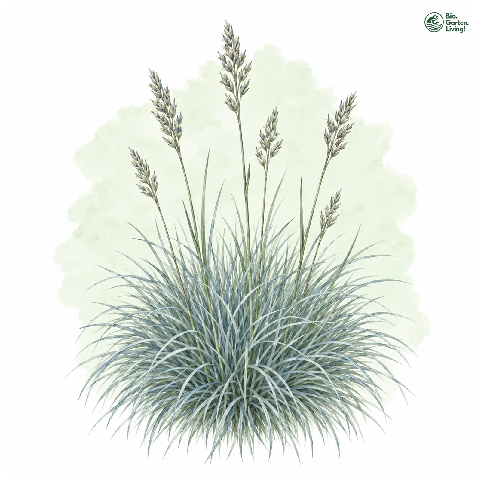 Aquarellzeichnung: Blauschwingel (Festuca cinerea)