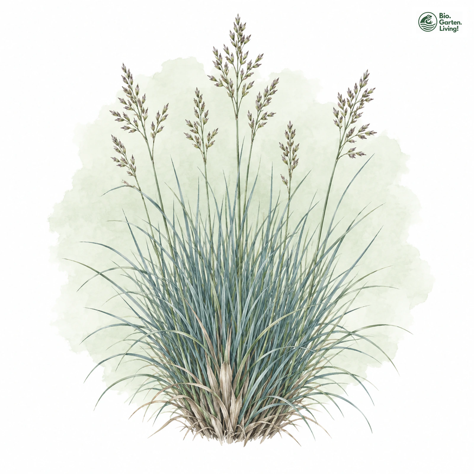 Aquarellzeichnung: Langblättriger Schwingel (Festuca longifolia)