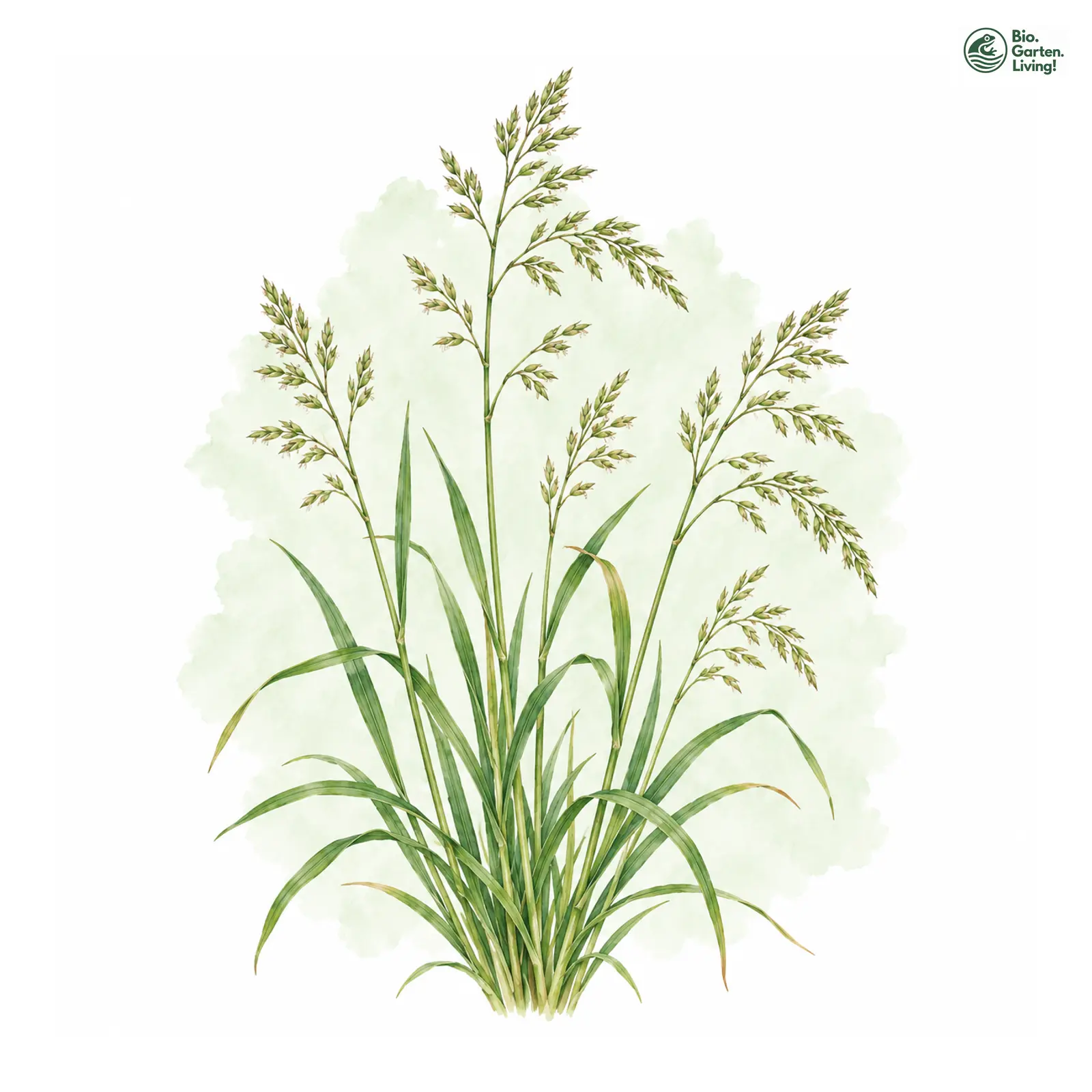 Aquarellzeichnung: Wiesen-Schwingel (I. E. S.) (Festuca pratensis (im engeren Sinne))