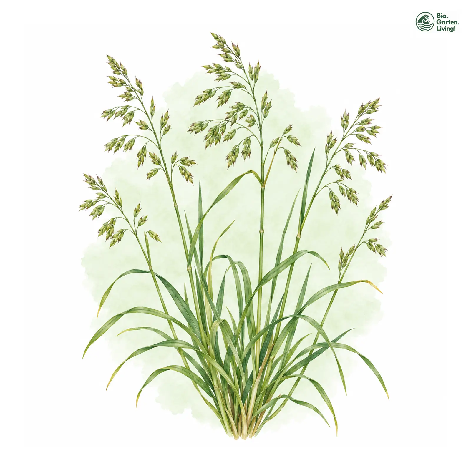 Aquarellzeichnung: Wiesen-Schwingel (I. W. S.) (Festuca pratensis (im weiteren Sinne))