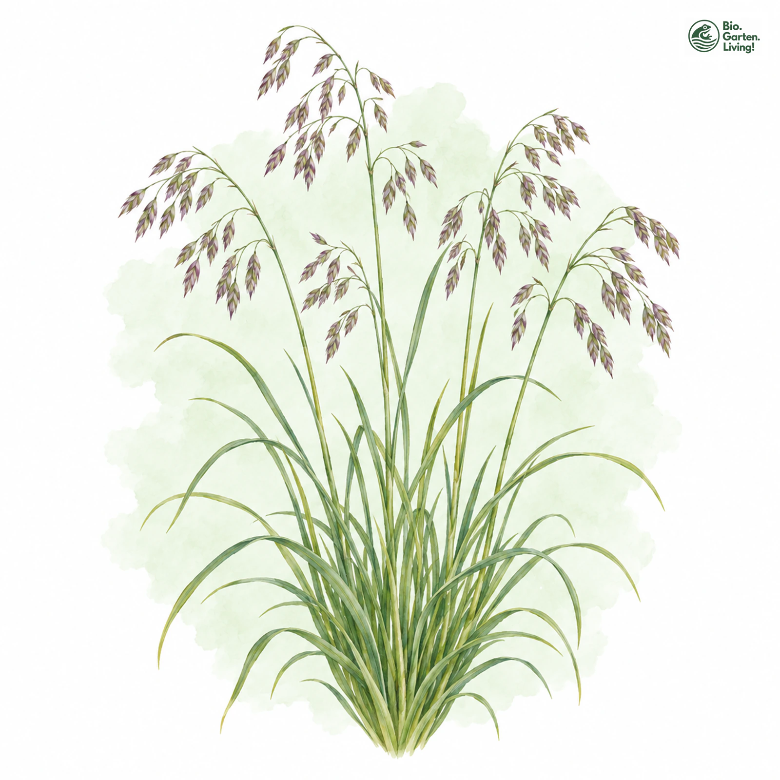 Aquarellzeichnung: Zierlicher Schwingel (Festuca pulchella)