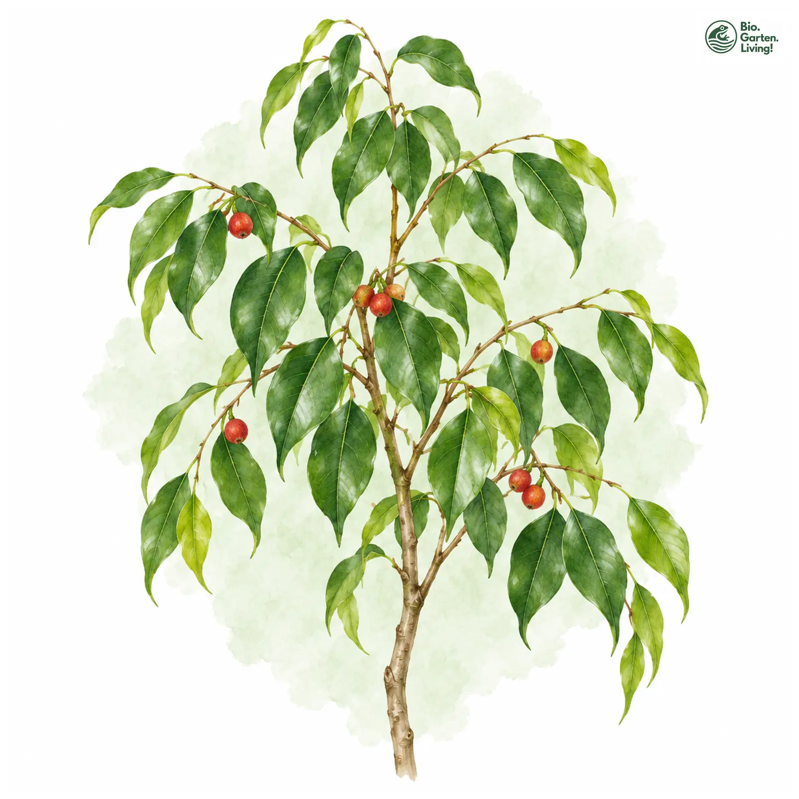 Aquarellzeichnung: Birken-Feige (Ficus benjamina)