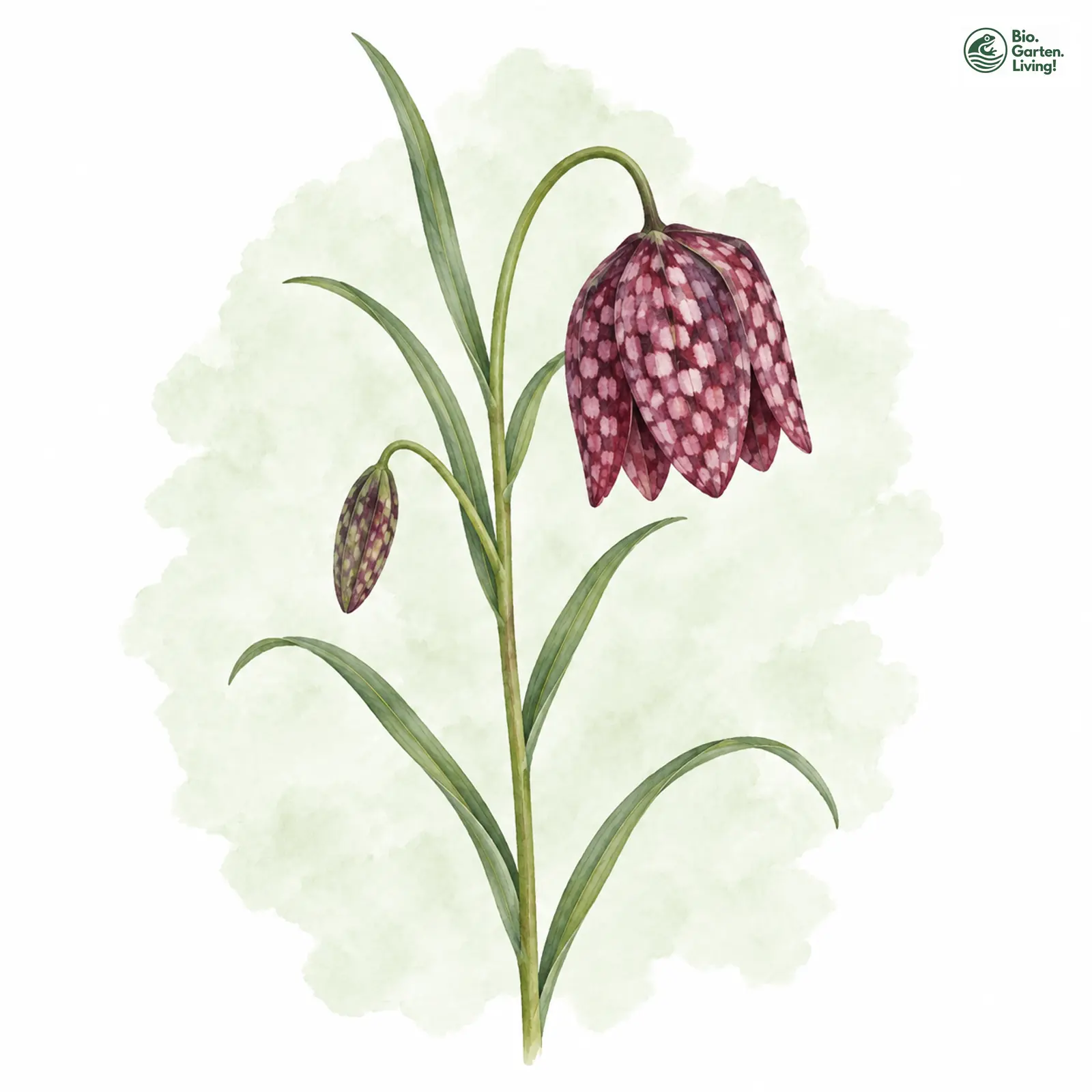 Aquarellzeichnung: Schachbrettblume (Fritillaria meleagris)