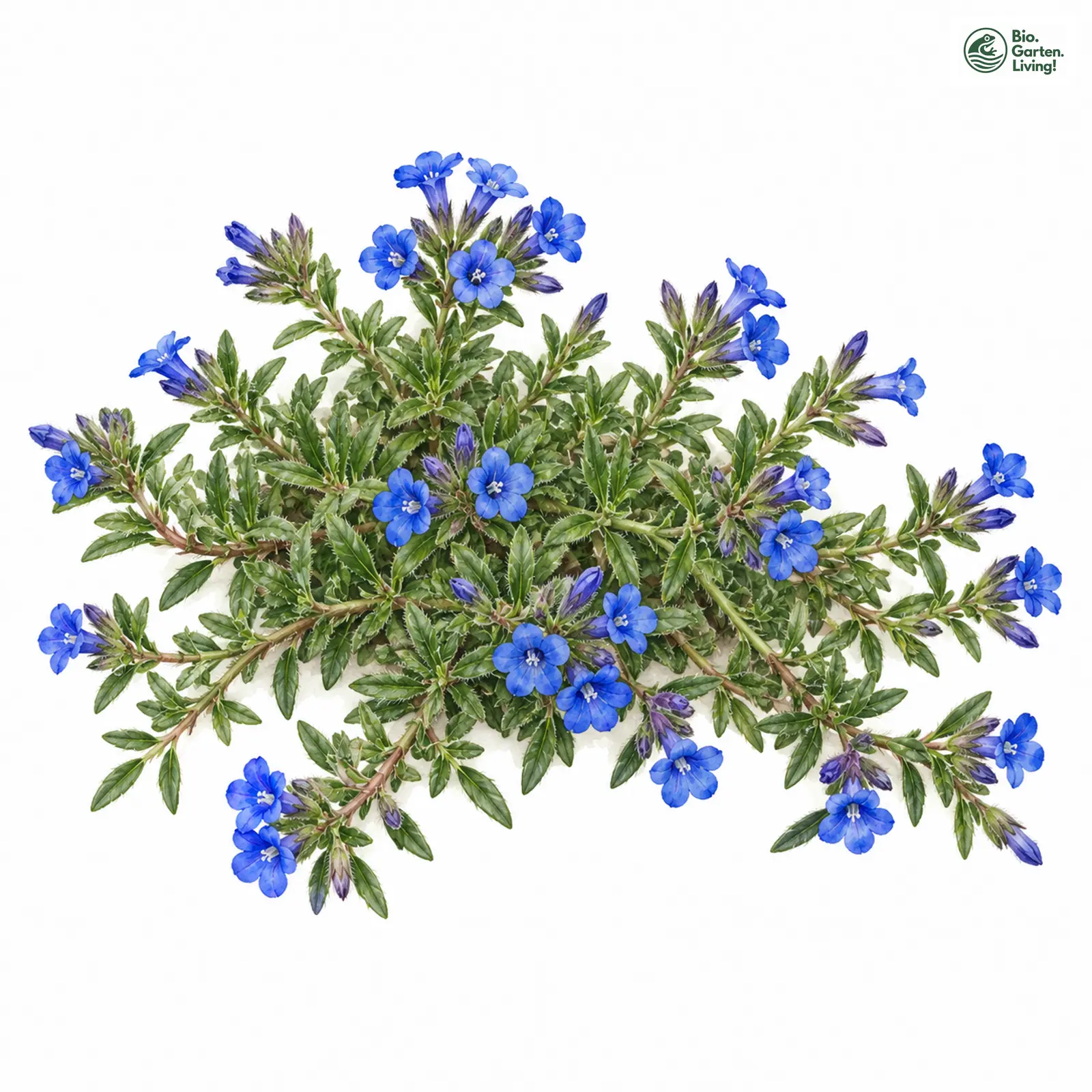 Aquarellzeichnung: Steinsame (Glandora diffusa)