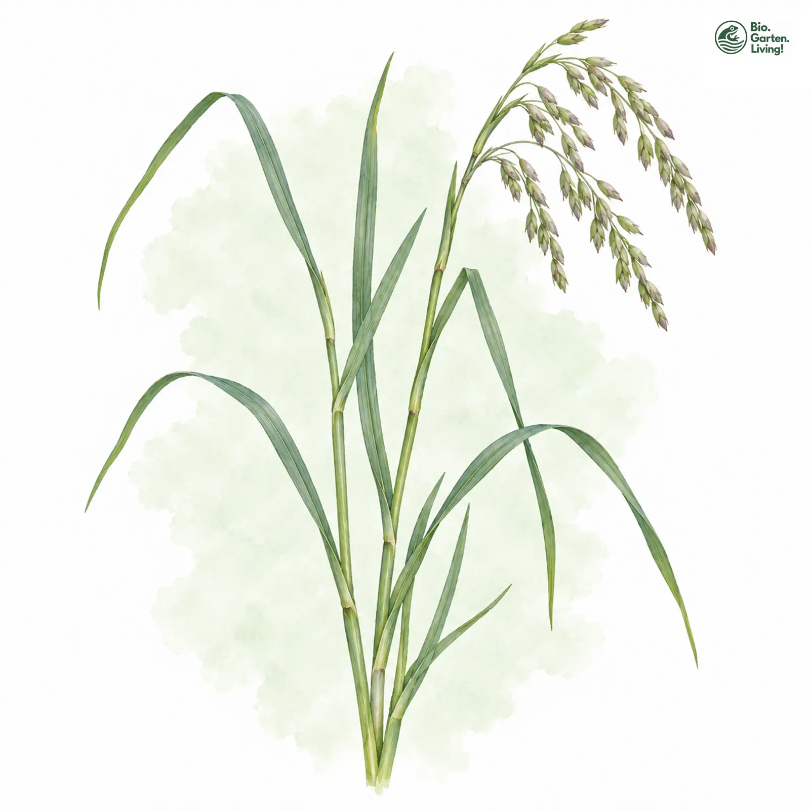 Aquarellzeichnung: Blaugrüner Schwaden (Glyceria declinata)