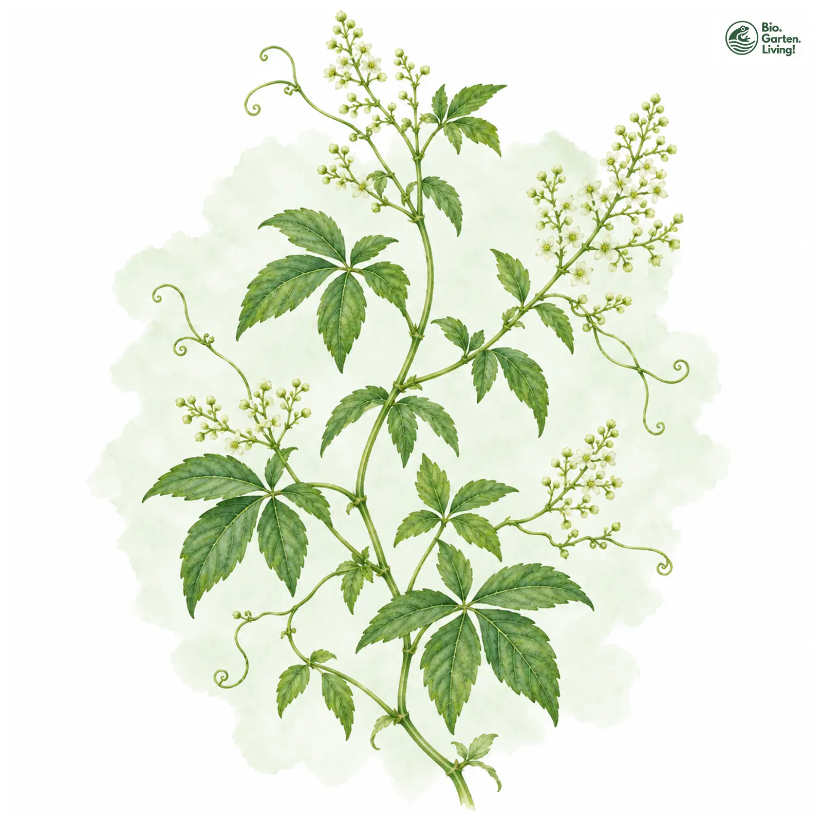 Aquarellzeichnung: Unsterblichkeitskraut (Gynostemma pentaphyllum)