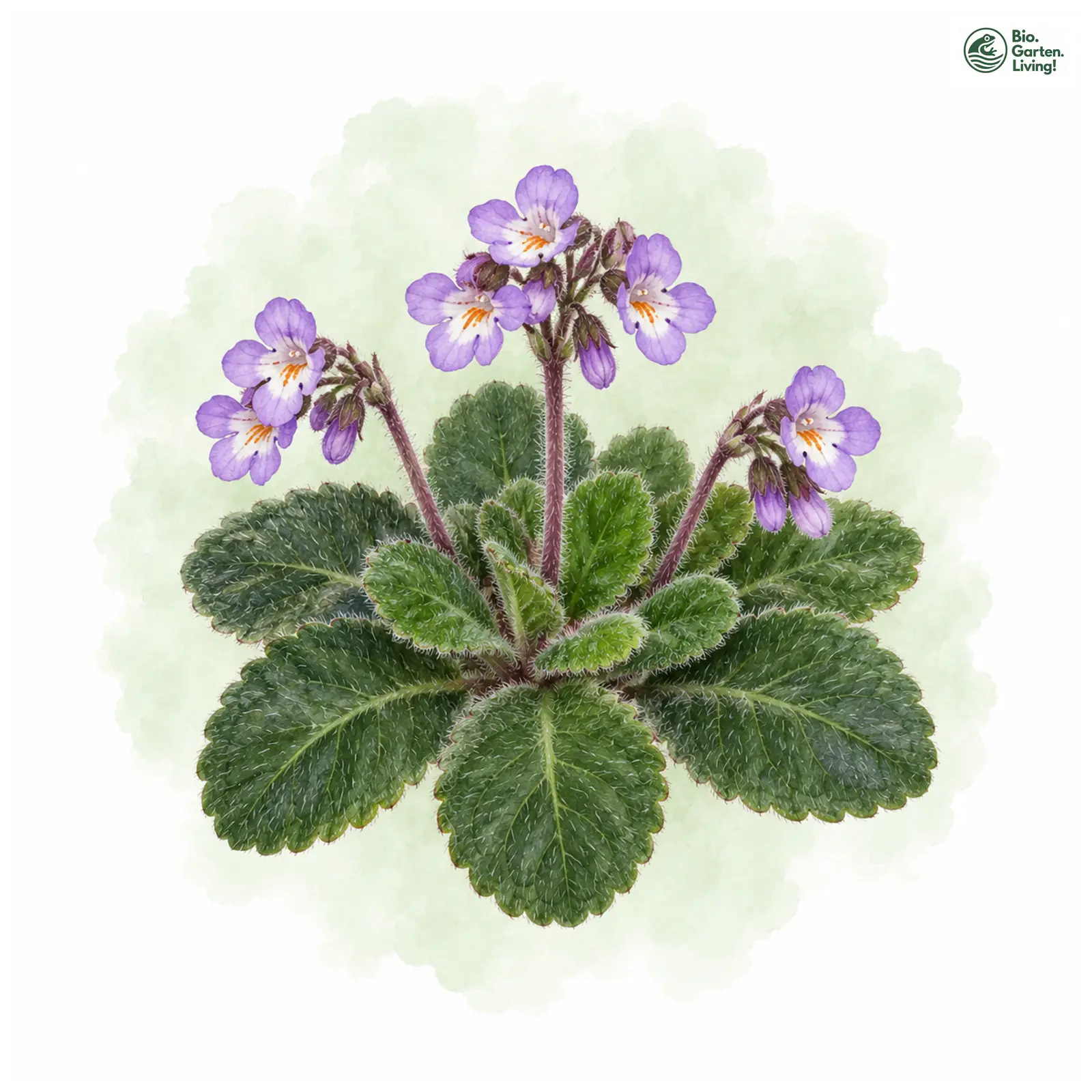 Aquarellzeichnung: Rhodopen-Haberlea (Haberlea rhodopensis)