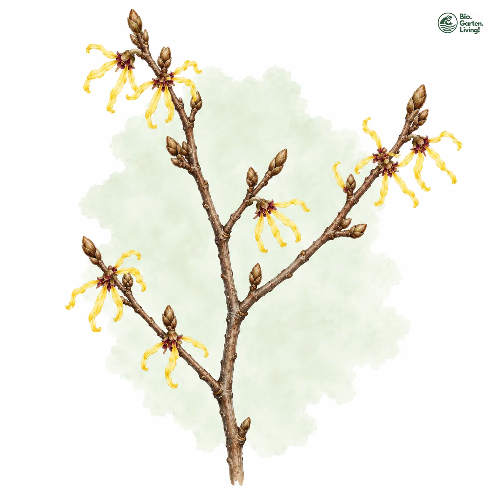 Aquarellzeichnung: Japanische Zaubernuss (Hamamelis japonica)