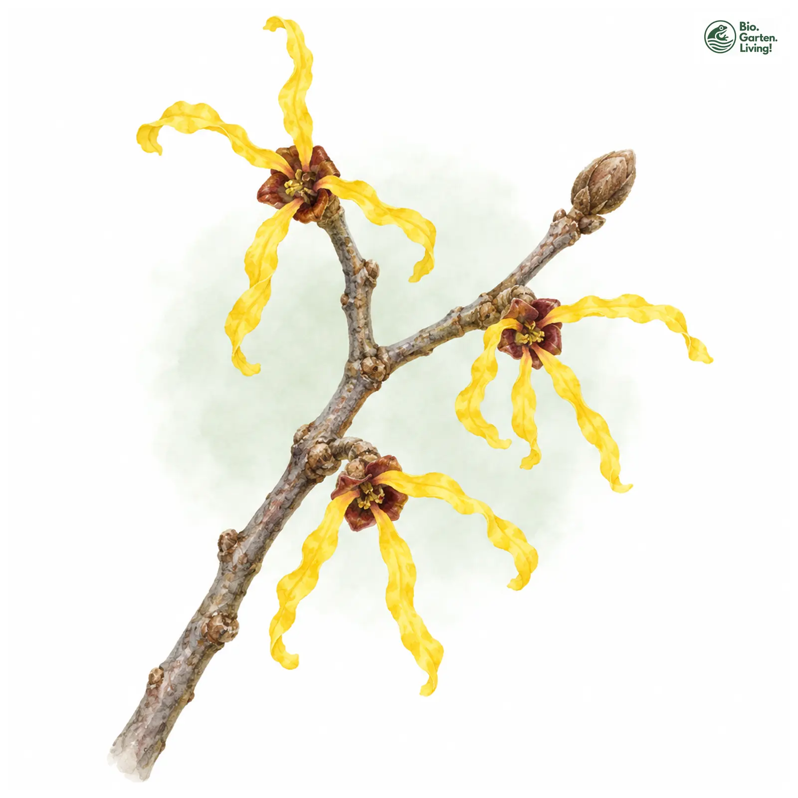 Aquarellzeichnung: Hybrid-Zaubernuss (Hamamelis × intermedia)