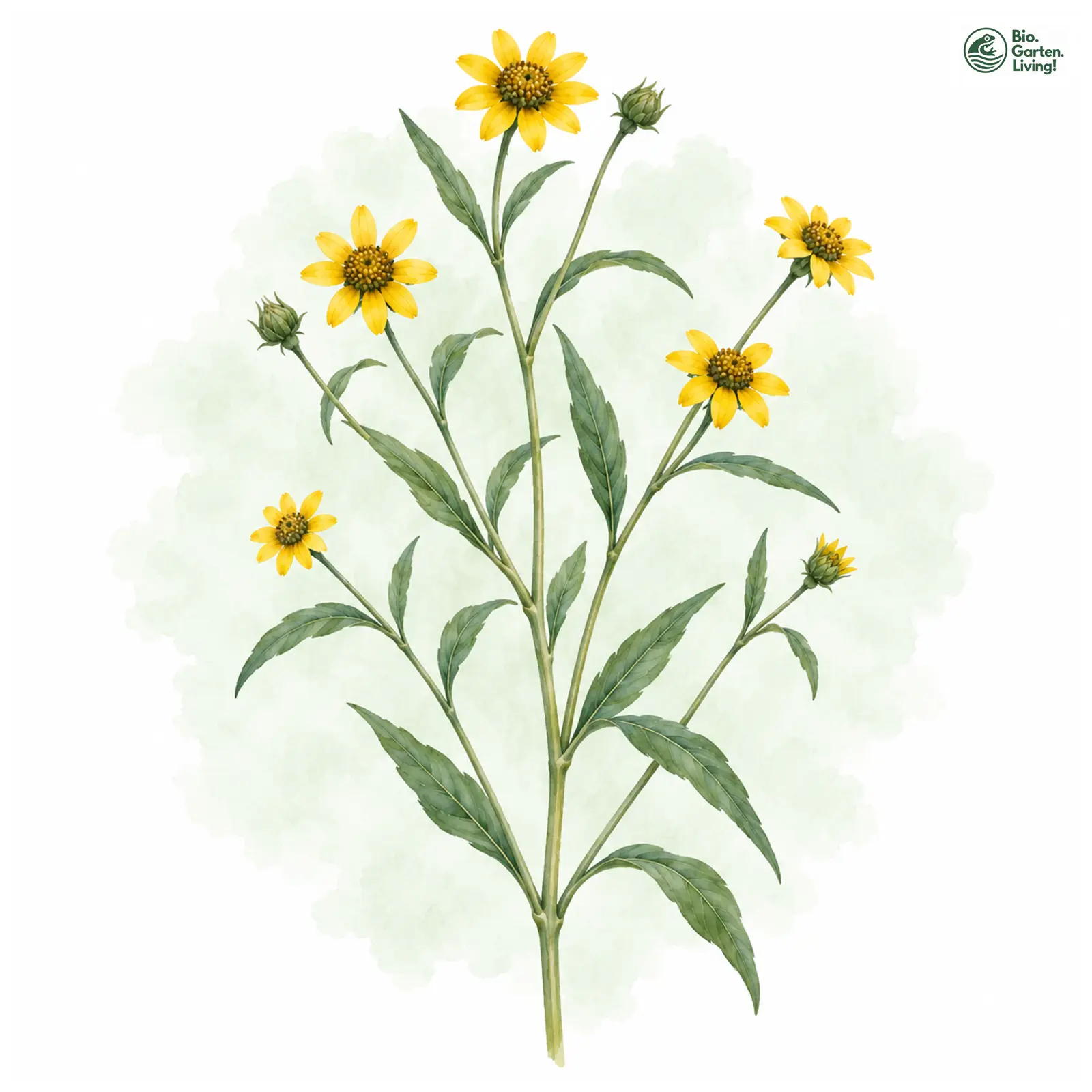 Aquarellzeichnung: Kleinblumige Sonnenblume (Helianthus microcephalus)