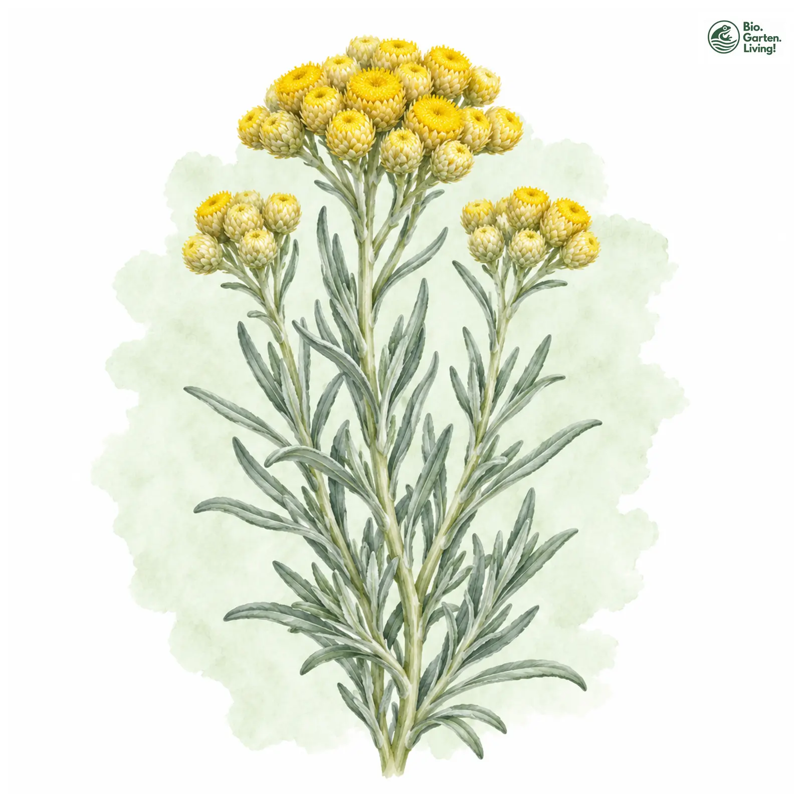 Aquarellzeichnung: Currykraut (Helichrysum italicum)