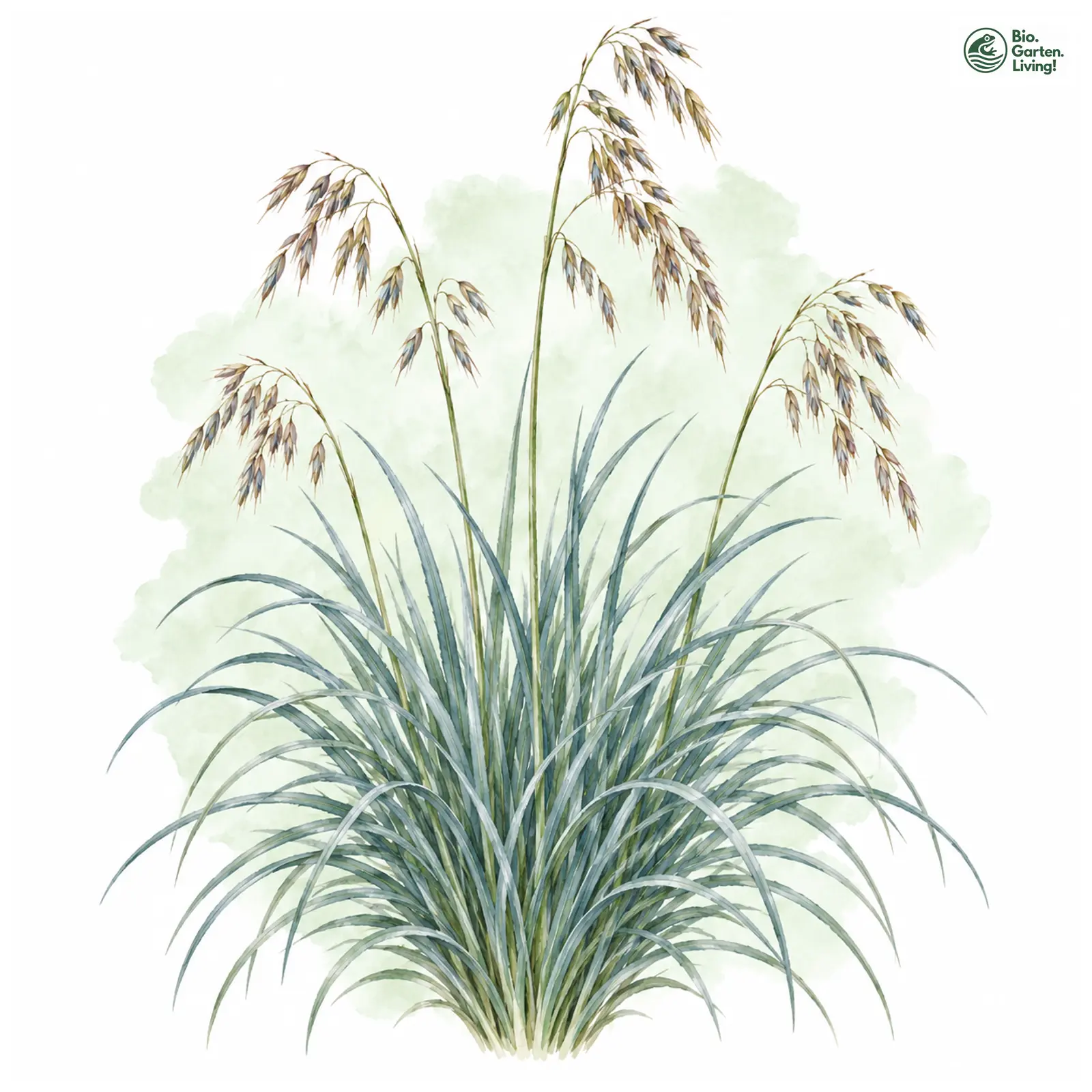 Aquarellzeichnung: Blaustrahlhafer (Helictotrichon sempervirens)