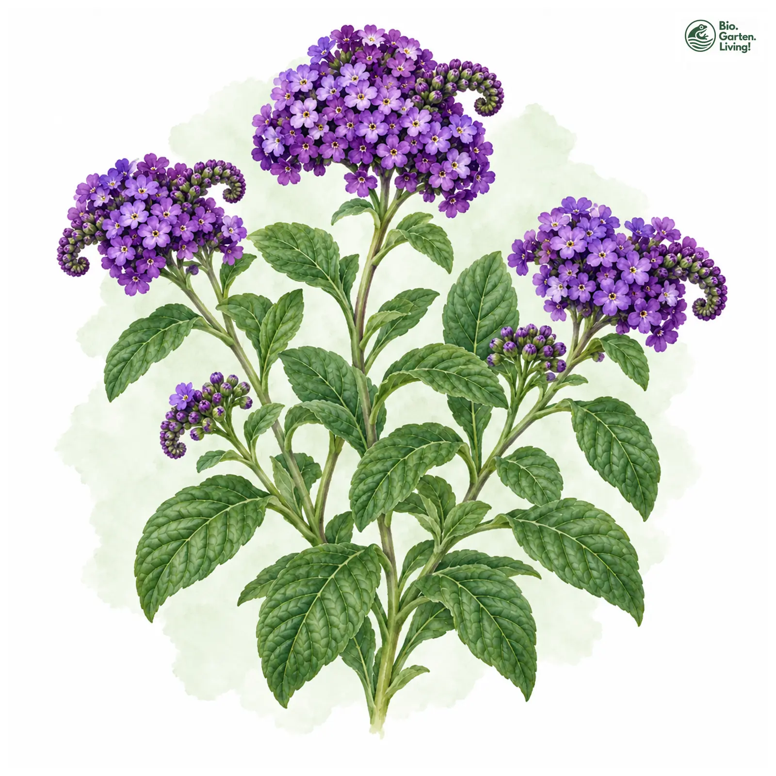 Aquarellzeichnung: Vanilleblume (Heliotropium arborescens)