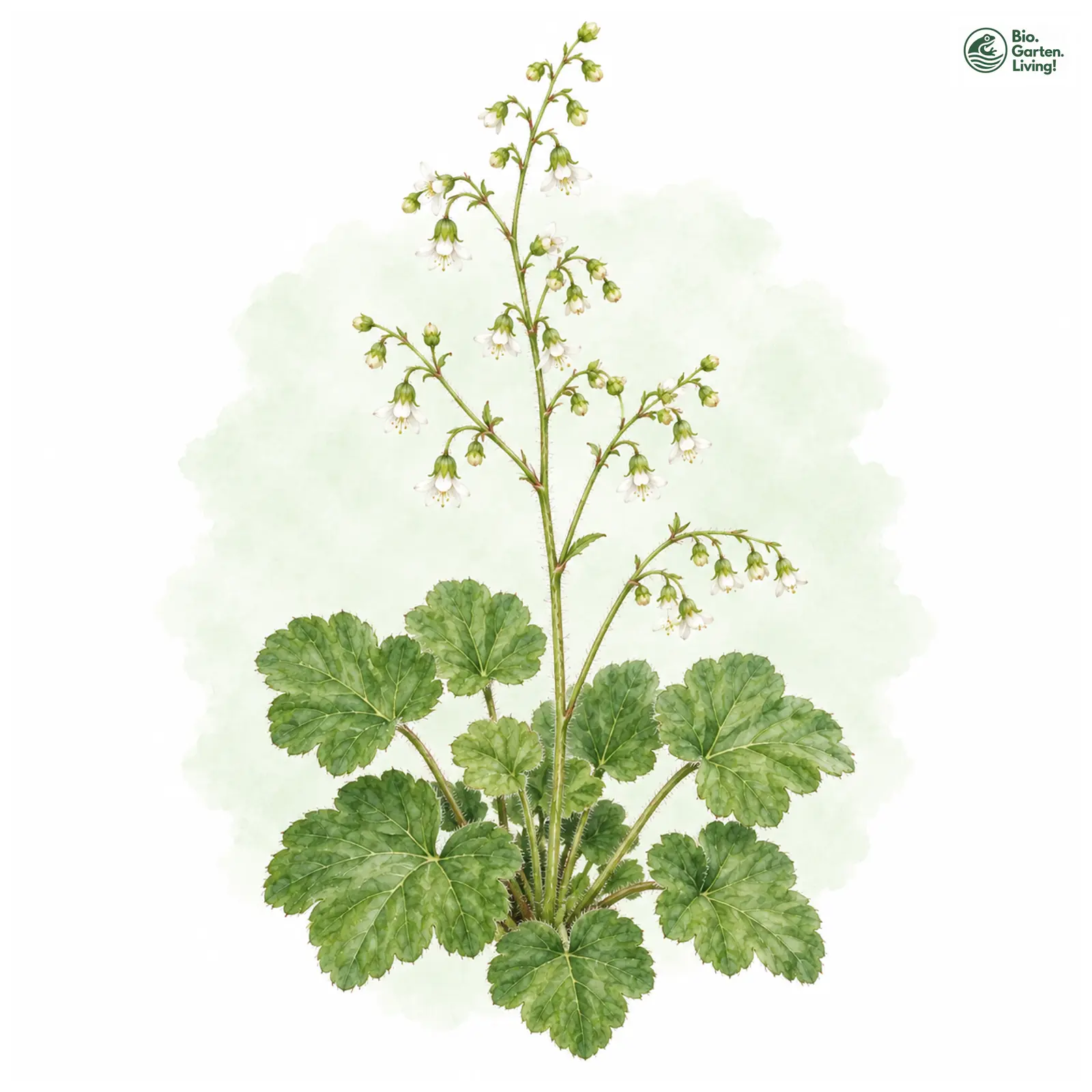Aquarellzeichnung: Kleinblütiges Purpurglöckchen (Heuchera micrantha)