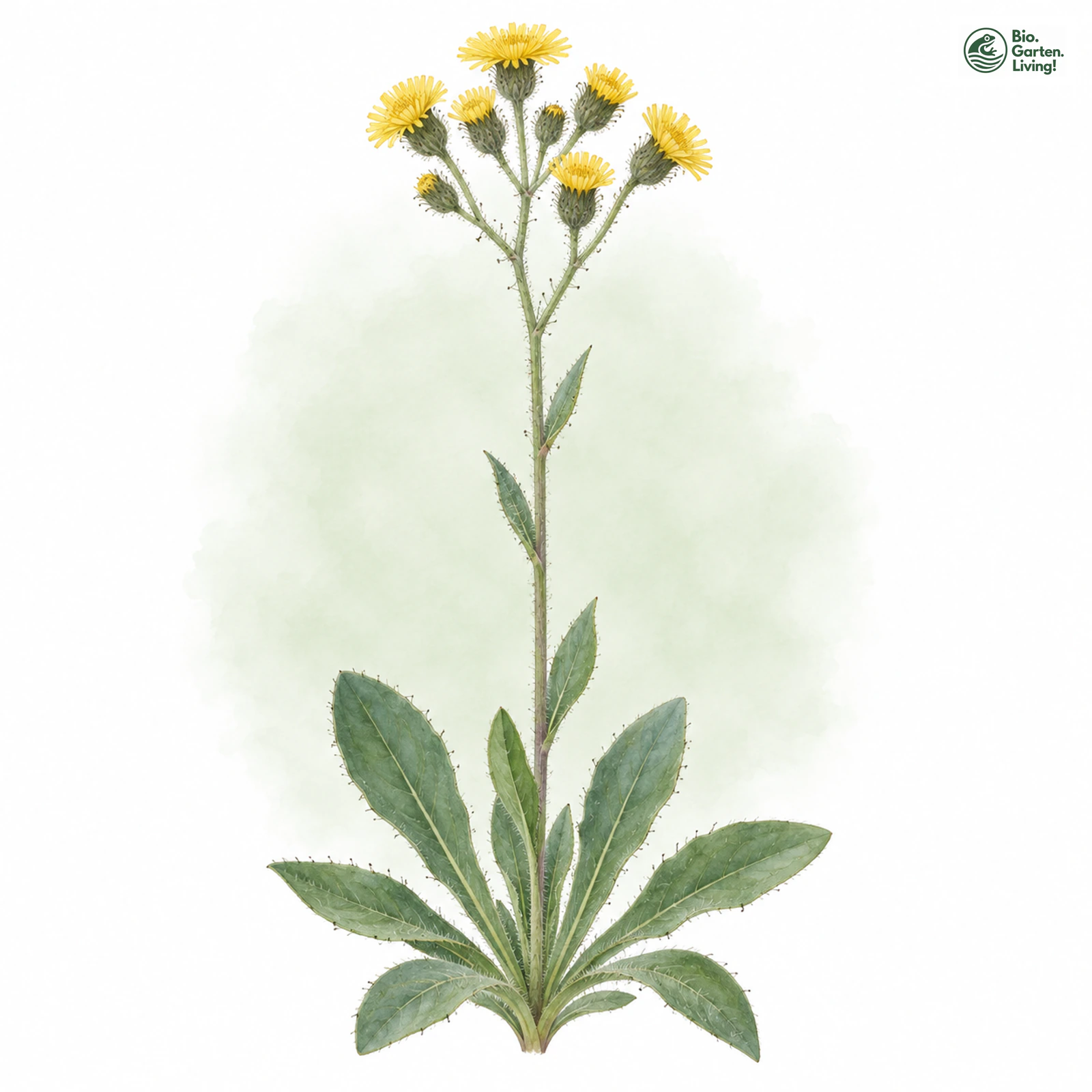 Aquarellzeichnung: Zweifelhaftes Habichtskraut (Hieracium dubium)