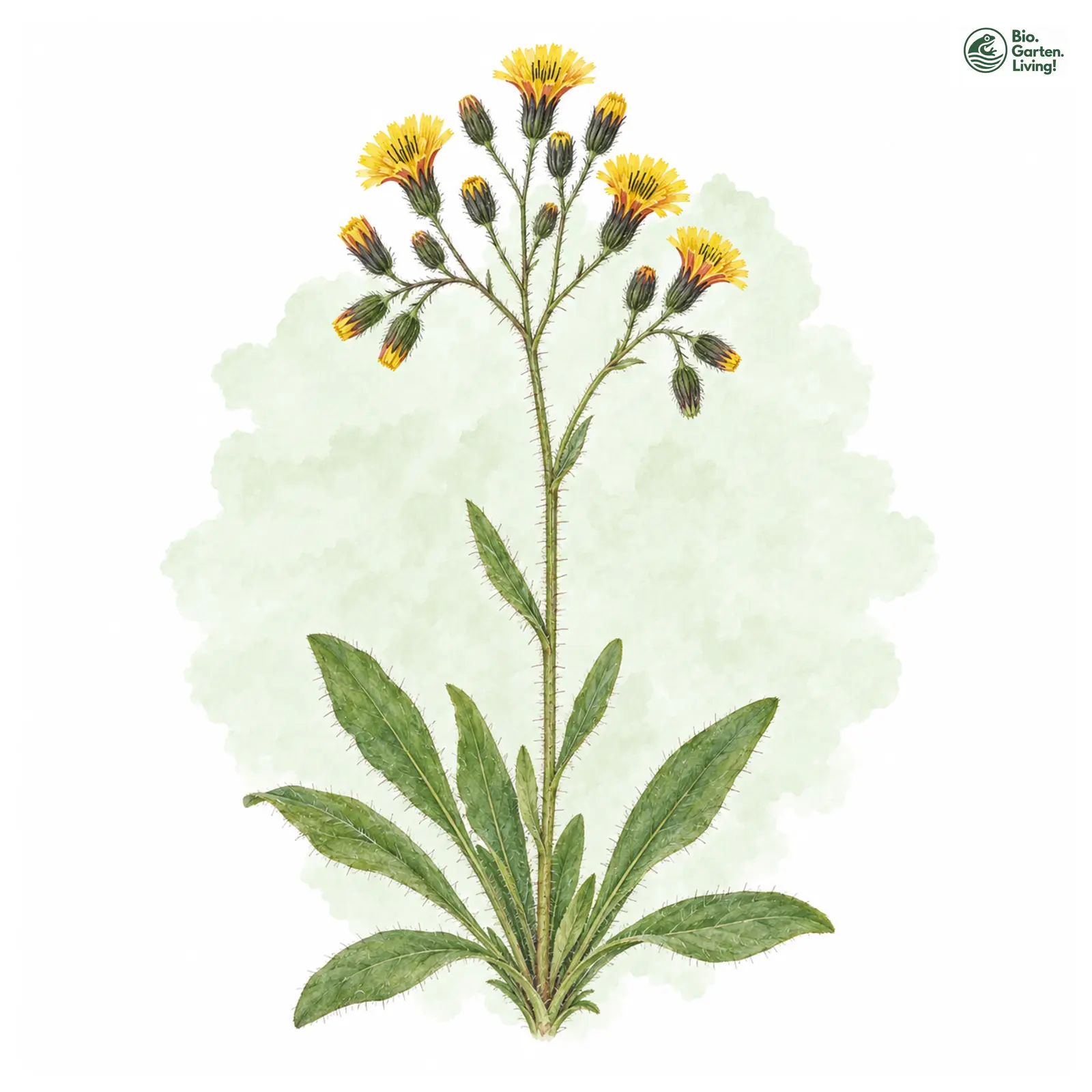 Aquarellzeichnung: Braunrötliches Habichtskraut (Hieracium fuscescens)