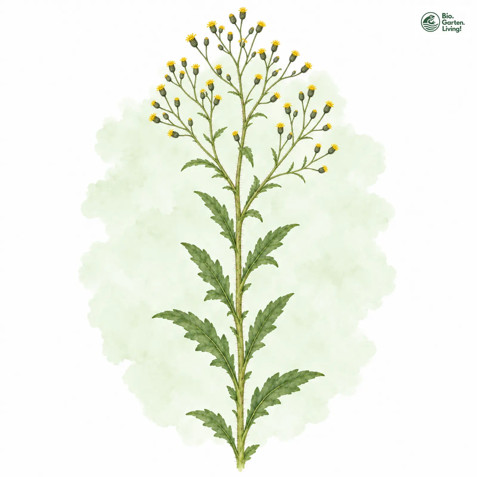 Aquarellzeichnung: Savoyer Habichtskraut (Hieracium sabaudum)