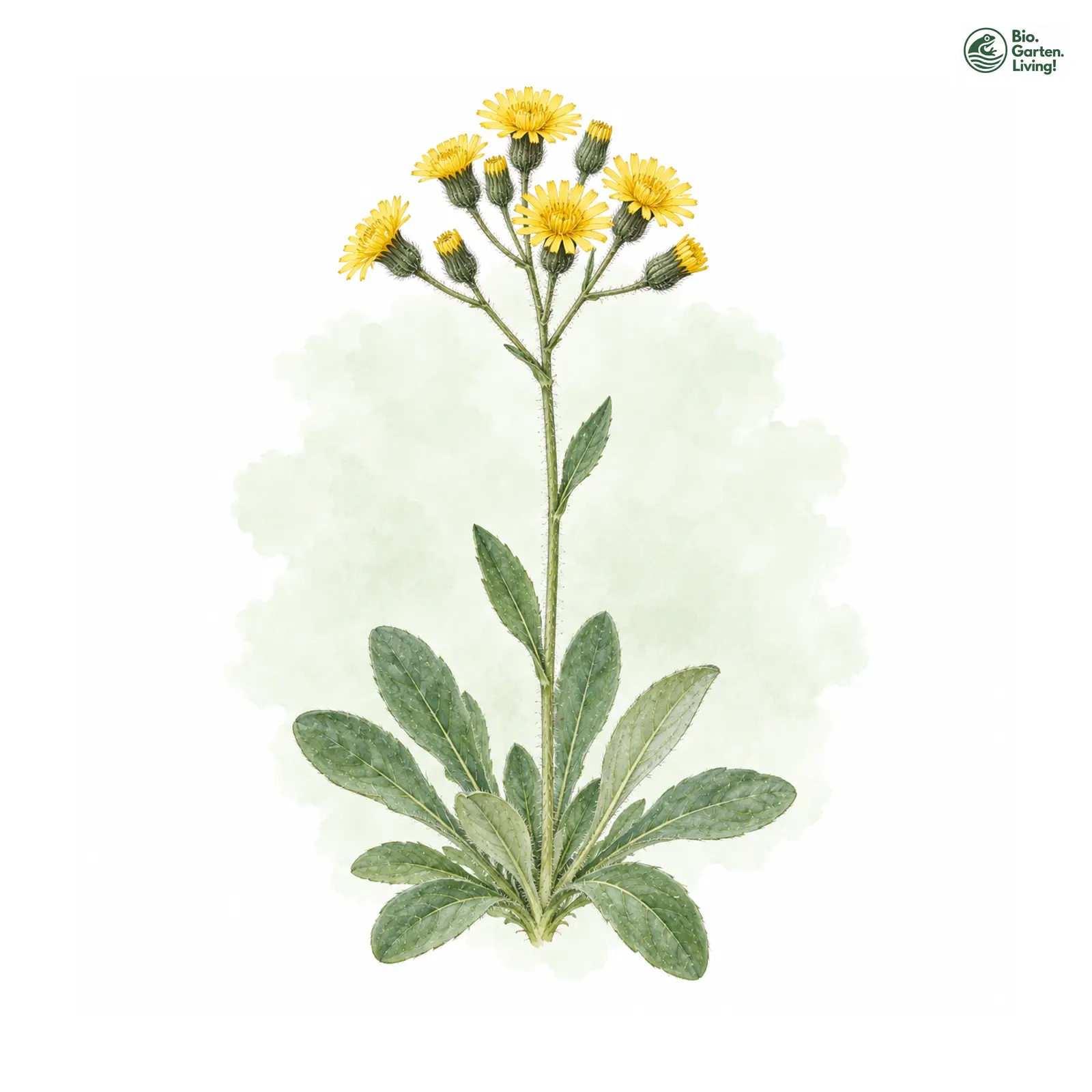 Aquarellzeichnung: Skandinavisches Habichtskraut (Hieracium scandinavicum)