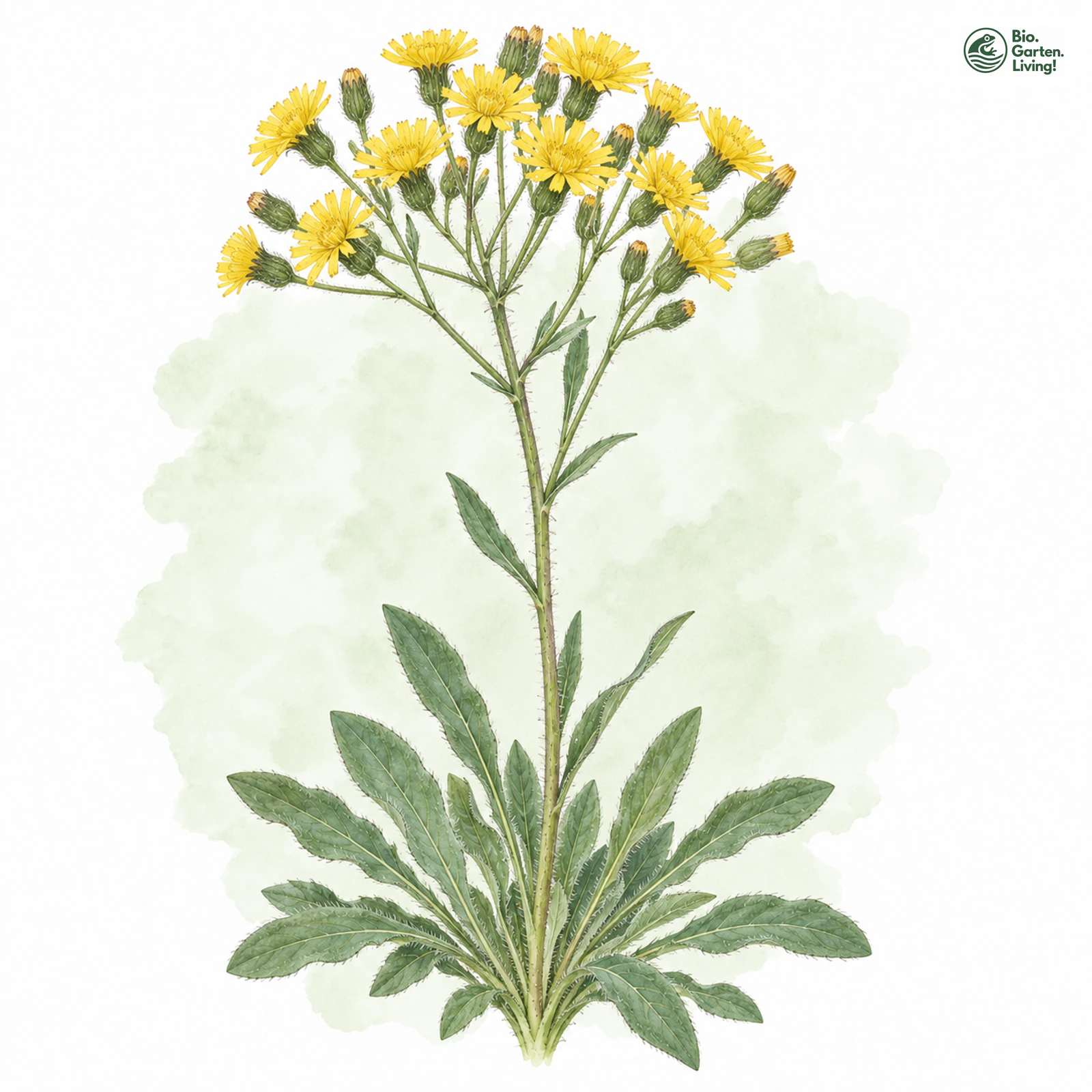 Aquarellzeichnung: Ziz-Habichtskraut (Hieracium zizianum)