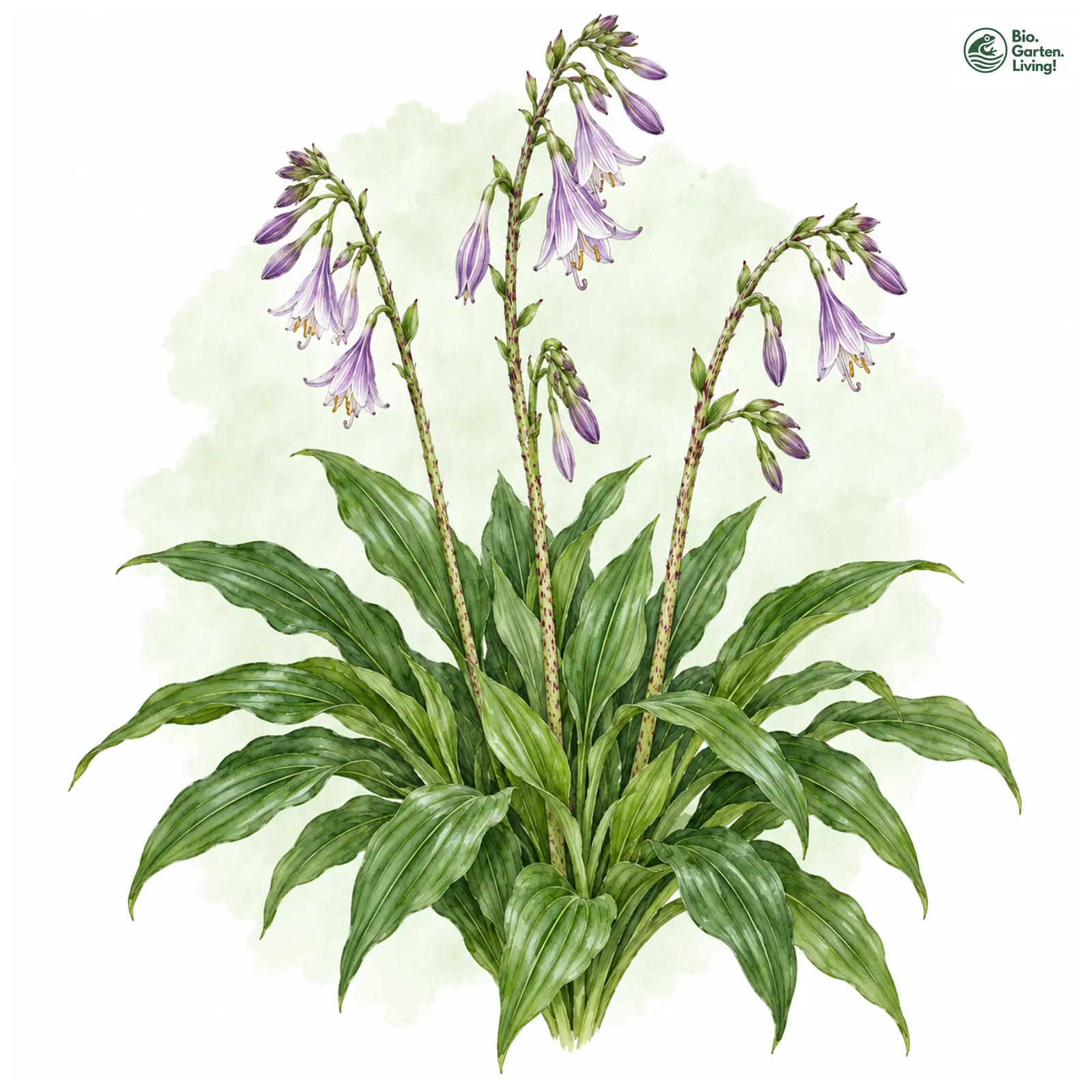 Aquarellzeichnung: Lanzen-Funkie (Hosta lancifolia)