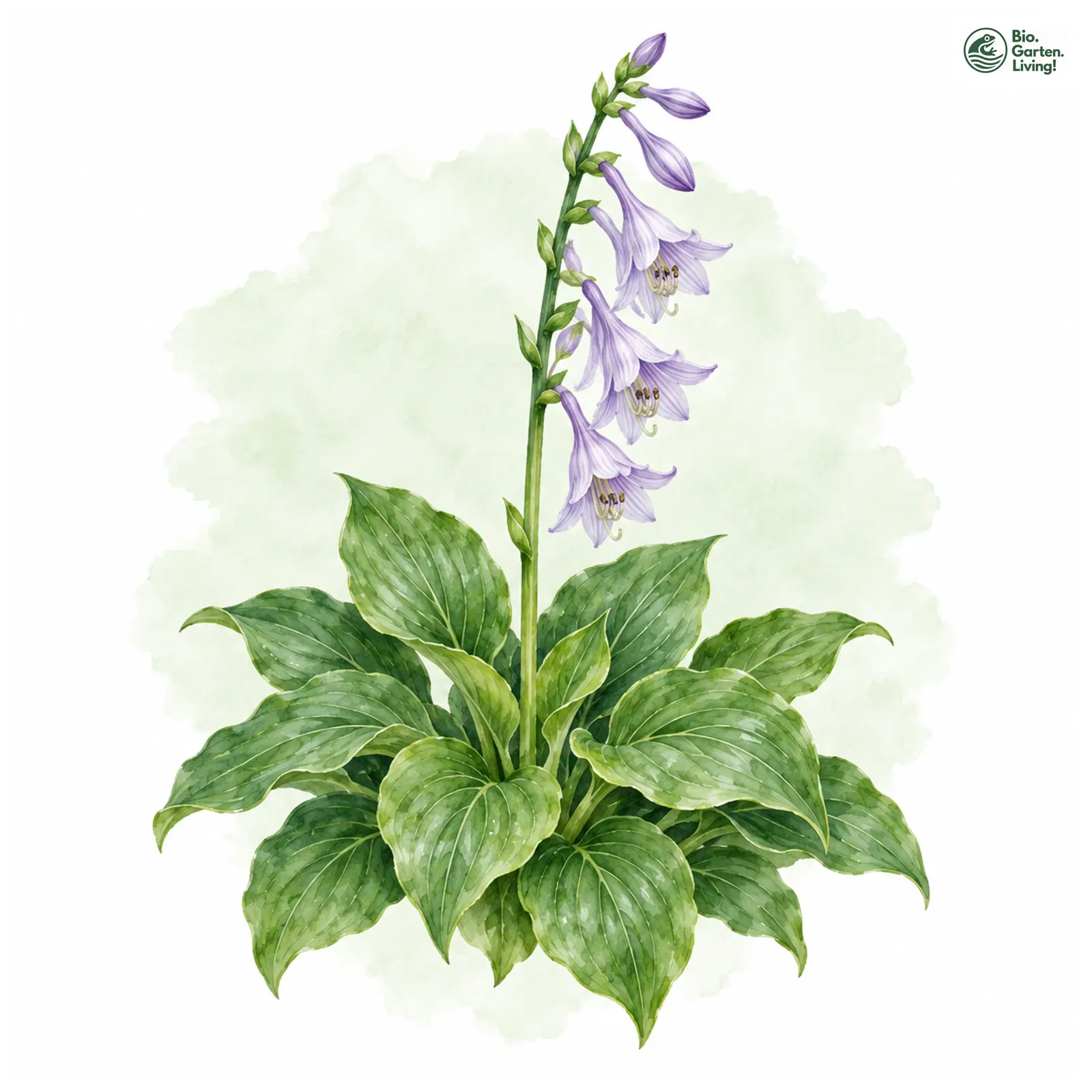 Aquarellzeichnung: Zwergige Funkie (Hosta minor)