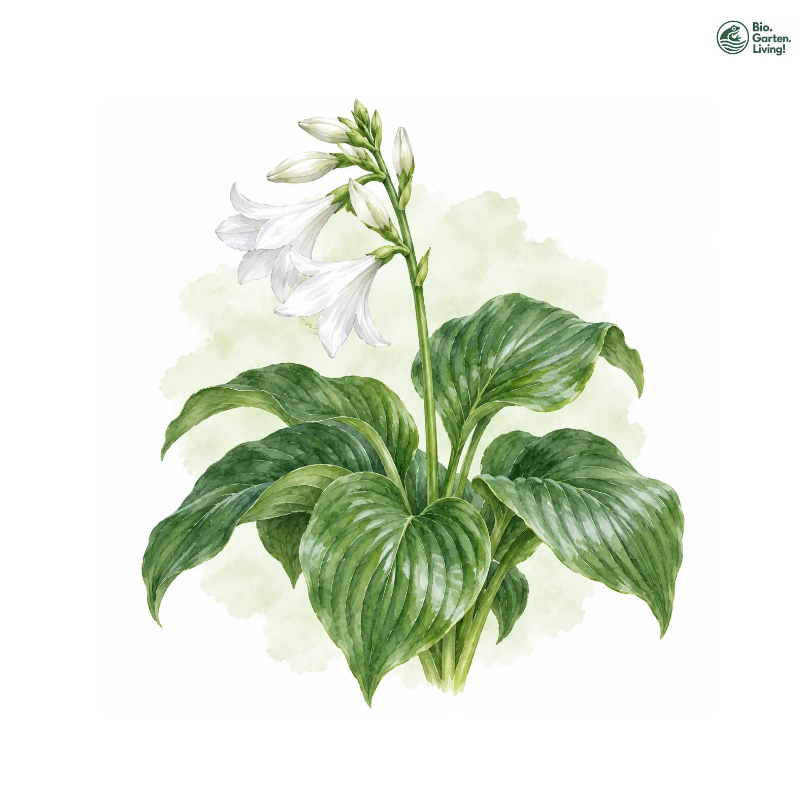 Aquarellzeichnung: Lilien-Funkie (Hosta plantaginea)