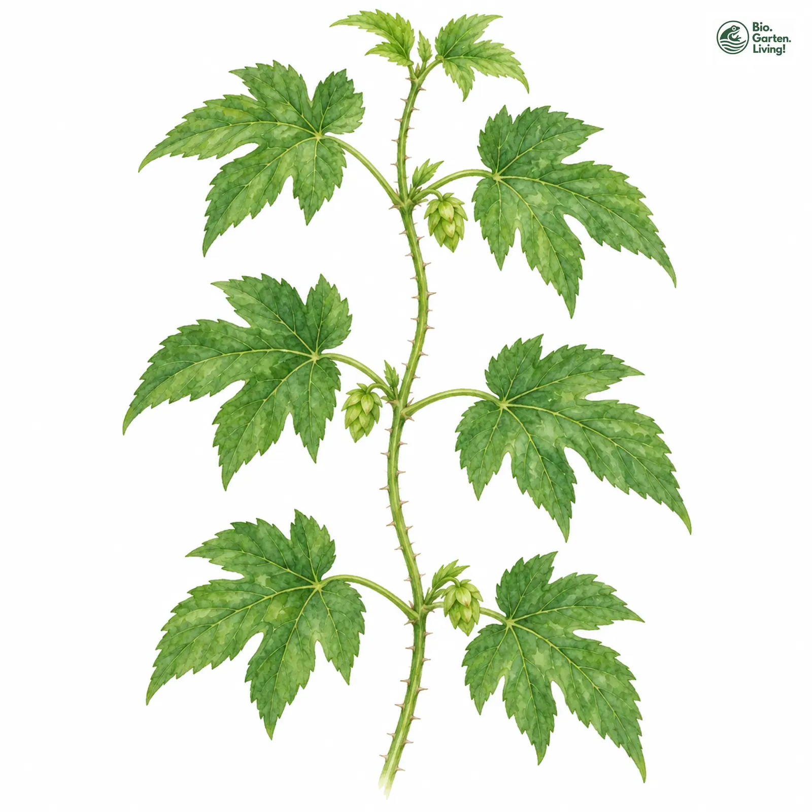 Aquarellzeichnung: Japanischer Hopfen (Humulus scandens)