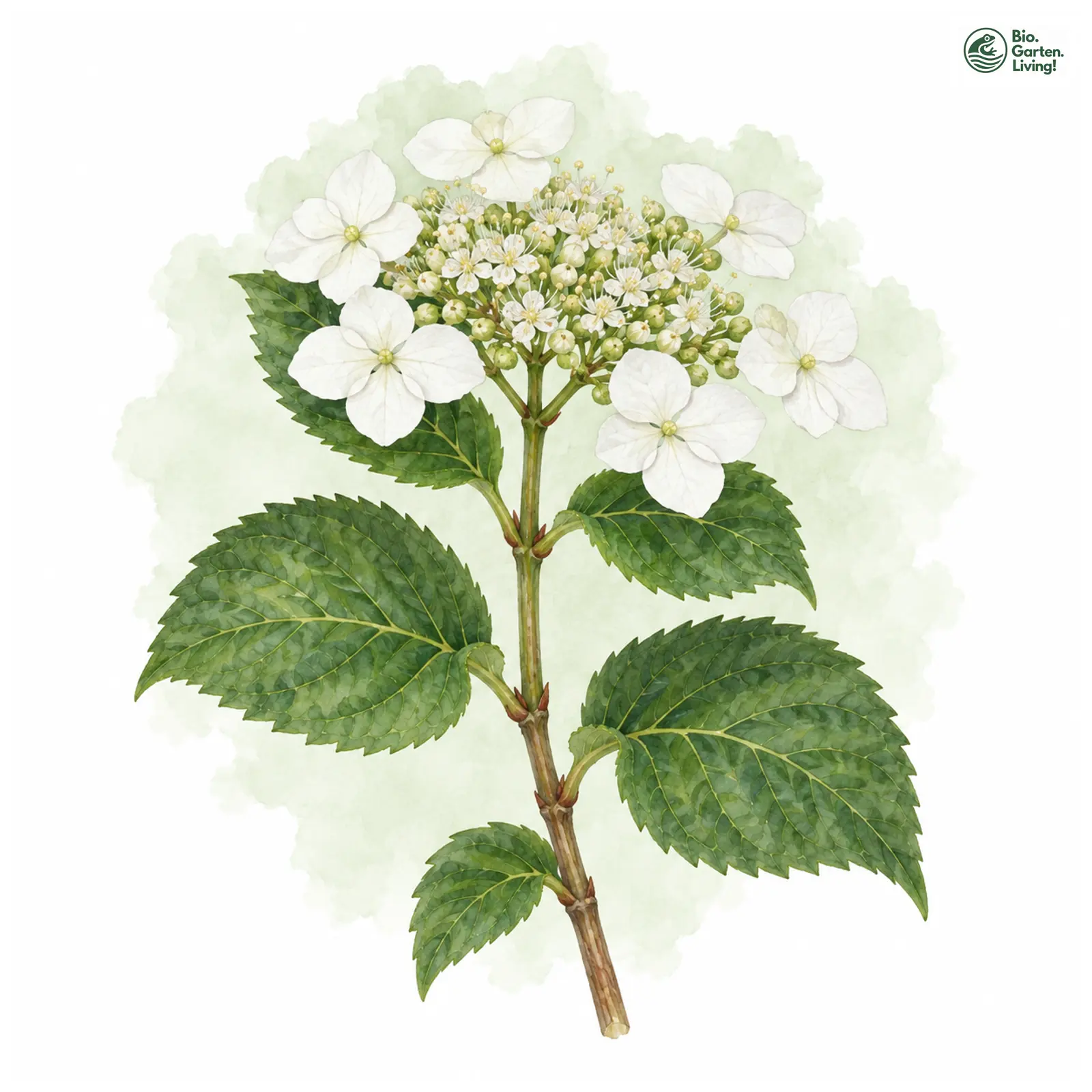 Aquarellzeichnung: Kletter-Hortensie (Hydrangea petiolaris)