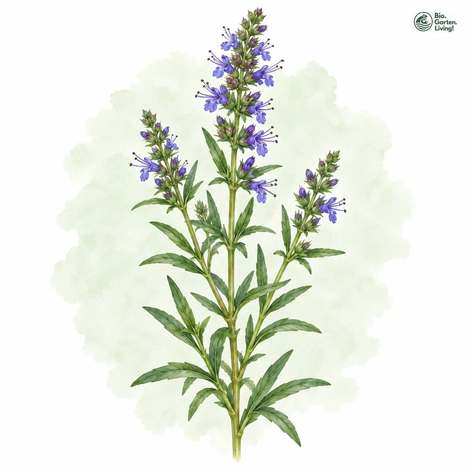 Aquarellzeichnung: Ysop (Hyssopus officinalis)