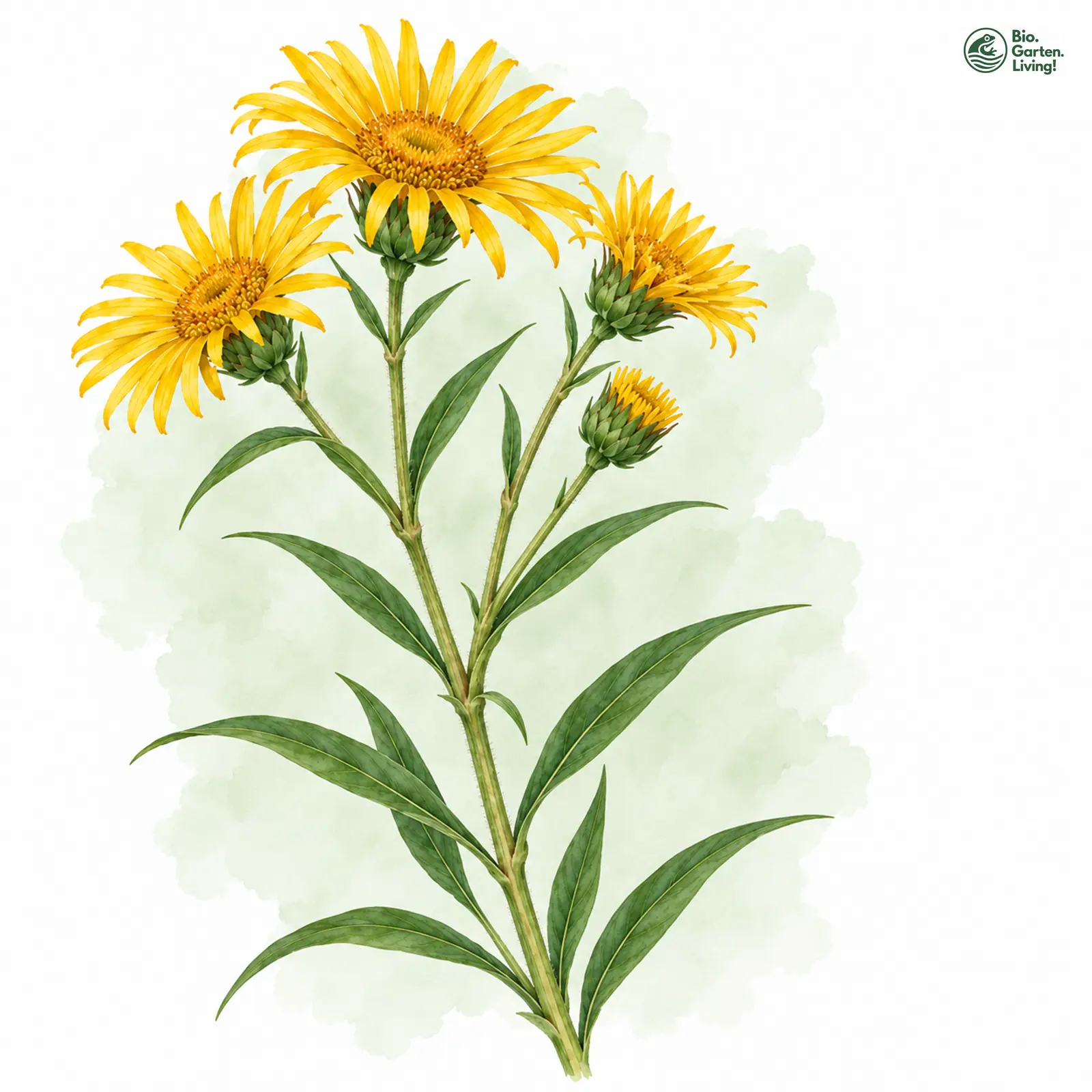 Aquarellzeichnung: Straffer Alant (Inula rigida)