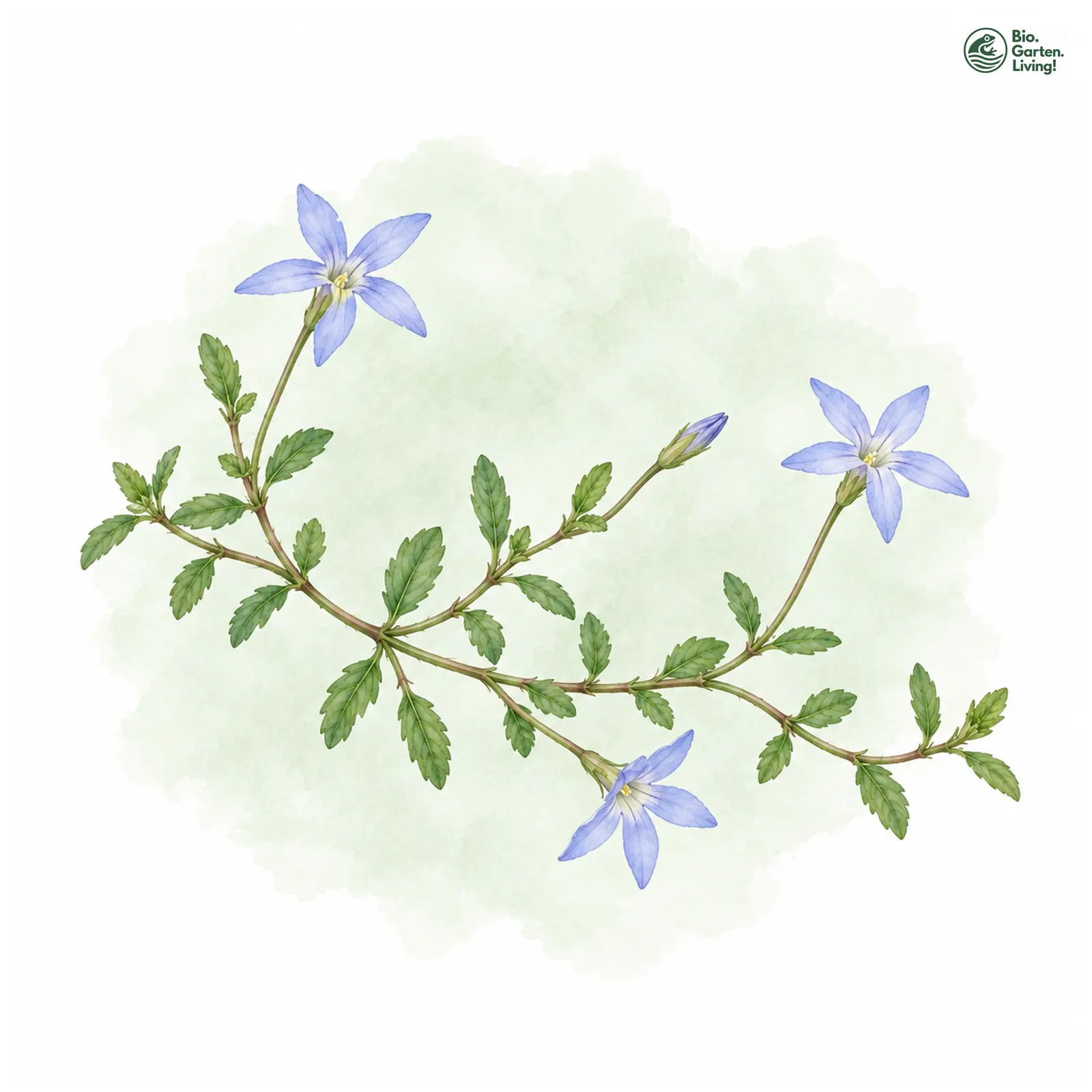 Aquarellzeichnung: Blauer Bubikopf (Isotoma fluviatilis)