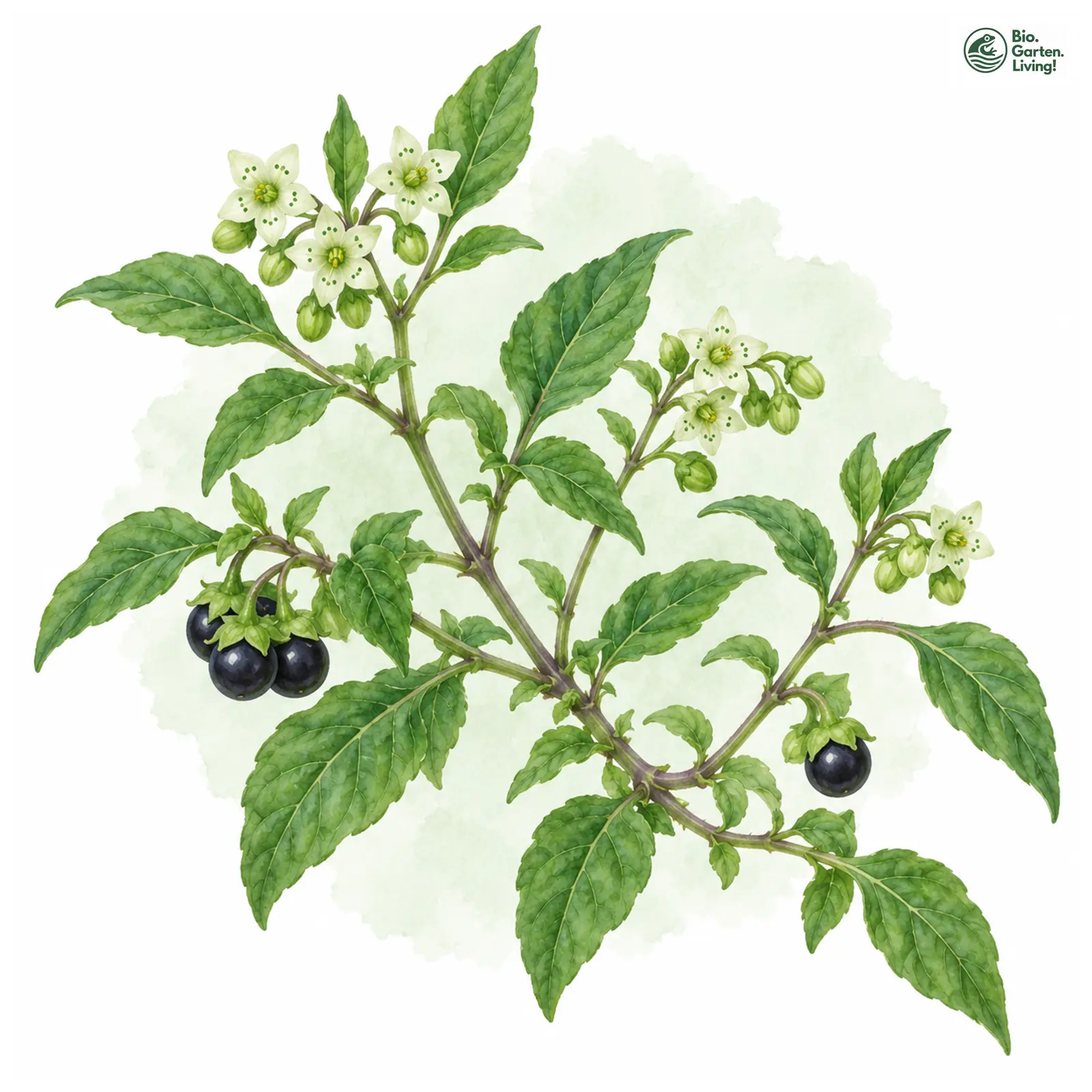 Aquarellzeichnung: Jaltomate (Jaltomata procumbens)