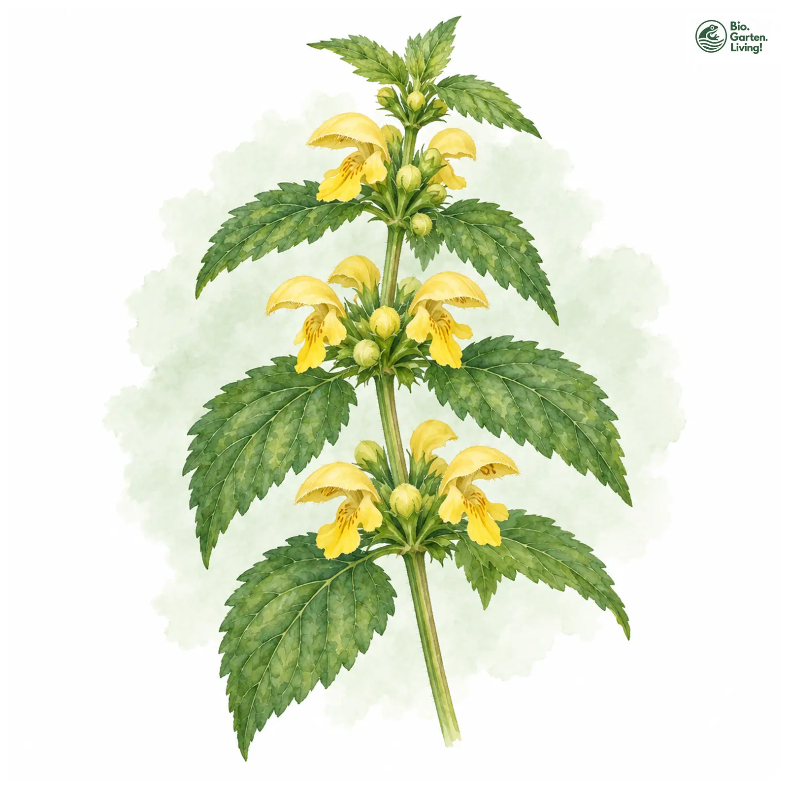 Aquarellzeichnung: Gewöhnliche Goldnessel (Lamium galeobdolon)