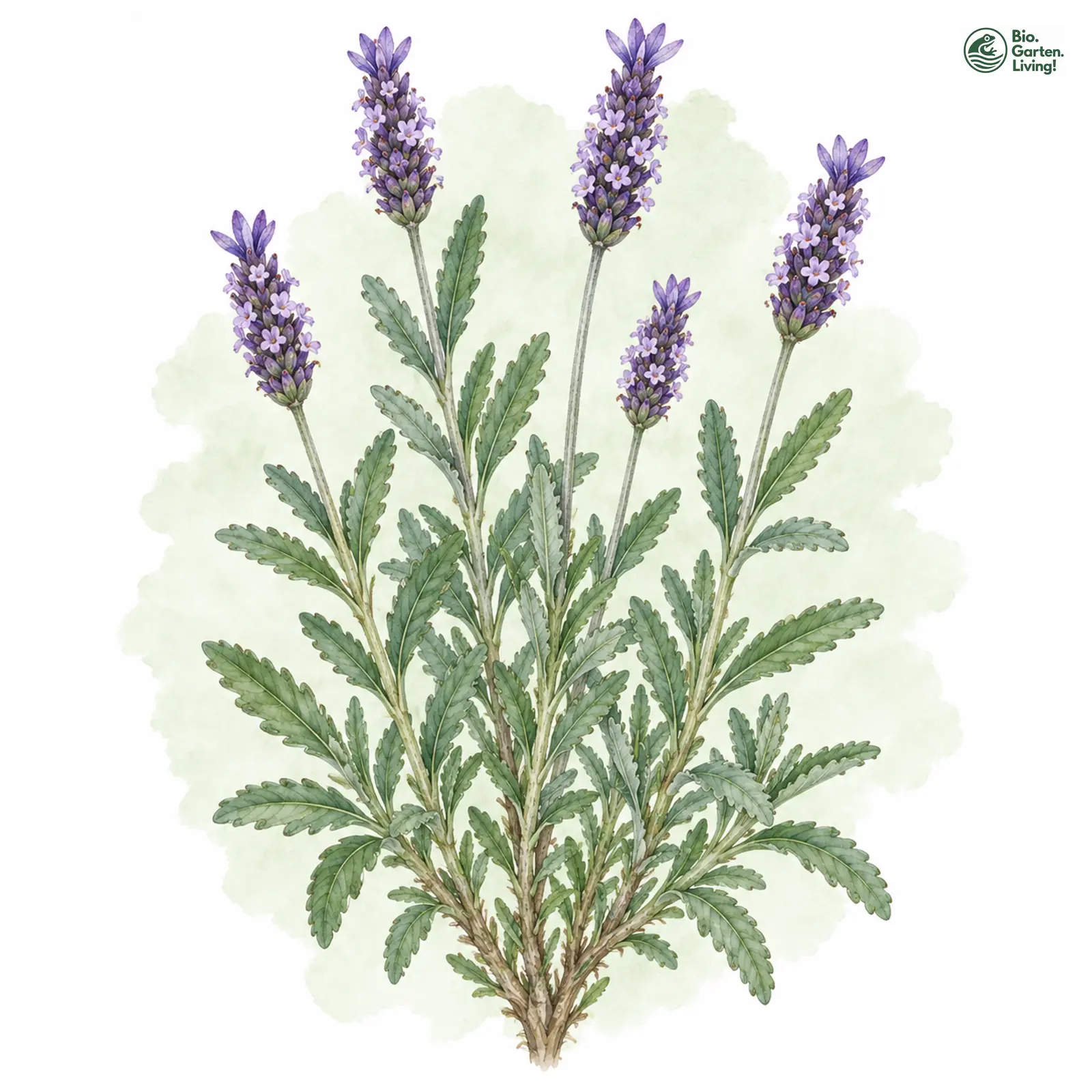 Aquarellzeichnung: Gezähnter Lavendel (Lavandula dentata)