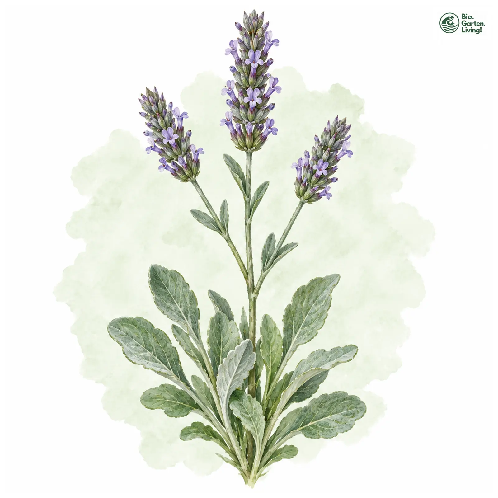 Aquarellzeichnung: Breitblättriger Lavendel (Lavandula latifolia)