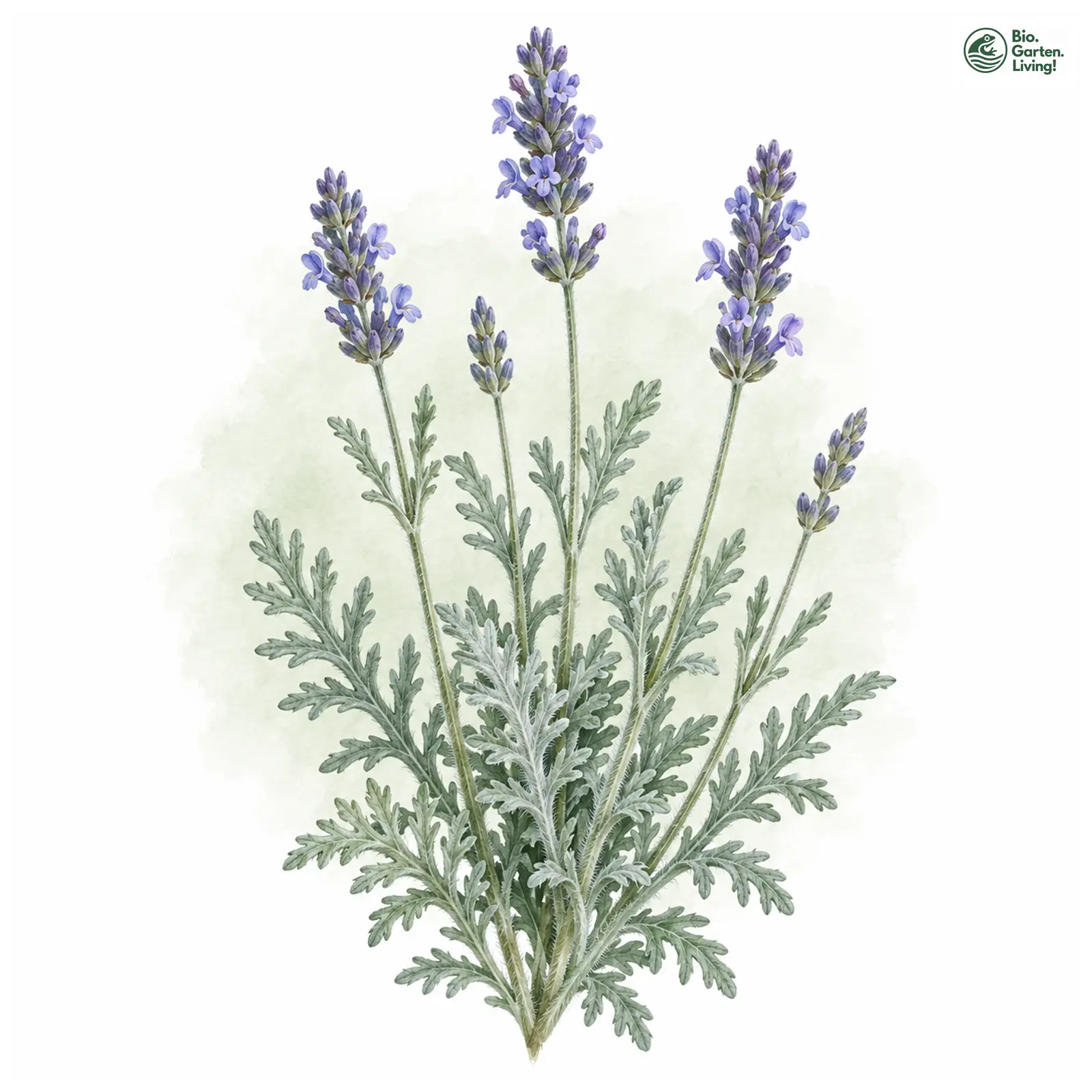 Aquarellzeichnung: Kanarischer Lavendel (Lavandula pinnata)