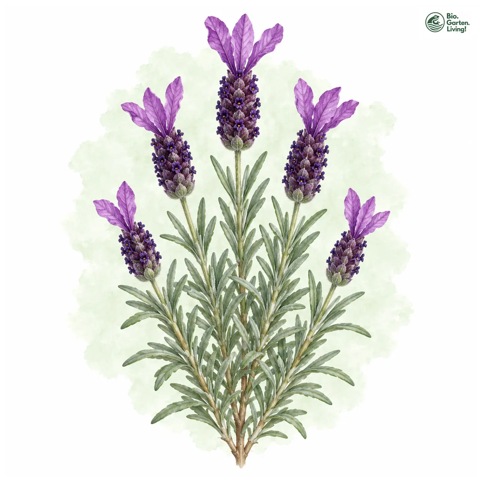 Aquarellzeichnung: Schopf-Lavendel (Lavandula stoechas)