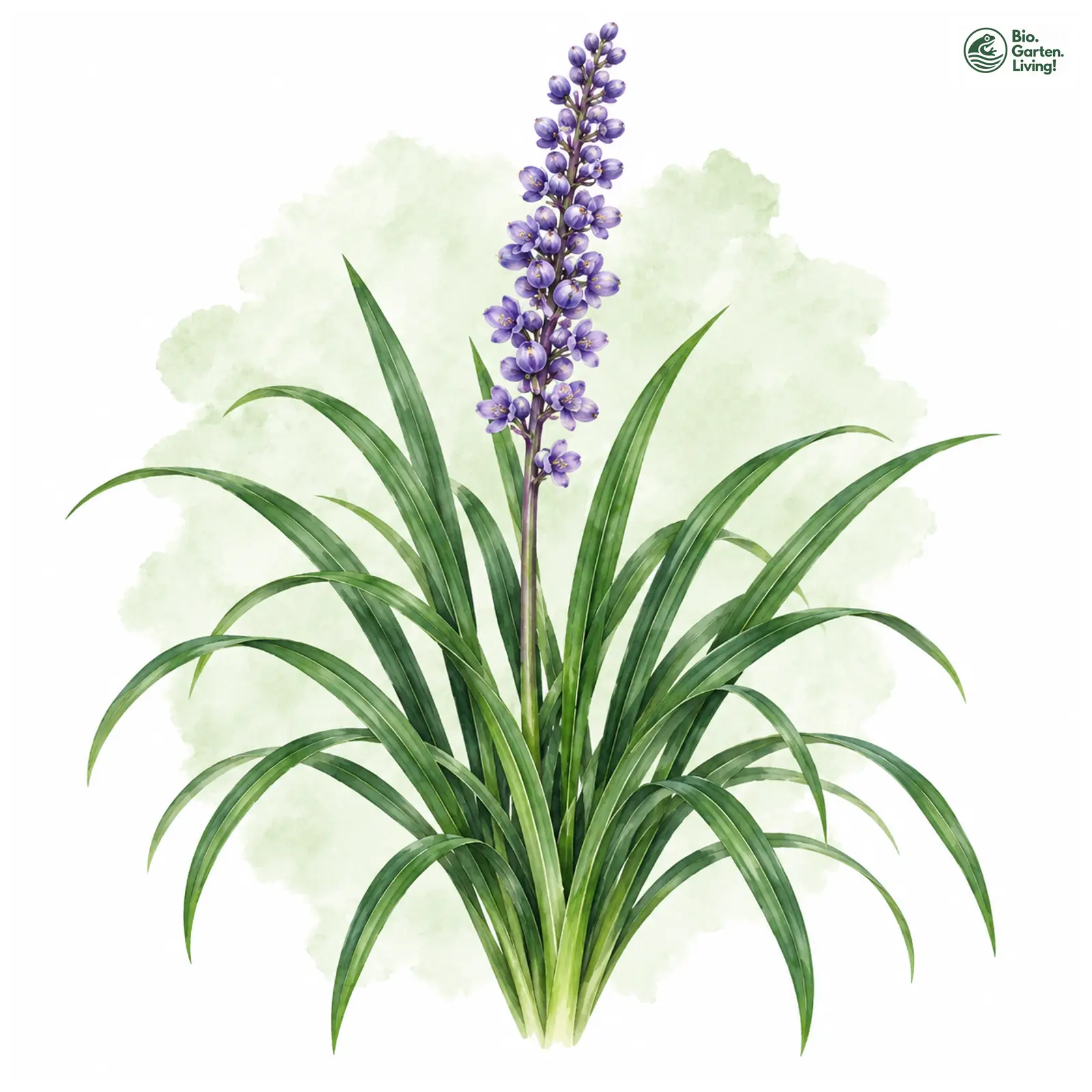 Aquarellzeichnung: Lilientraube (Liriope muscari)
