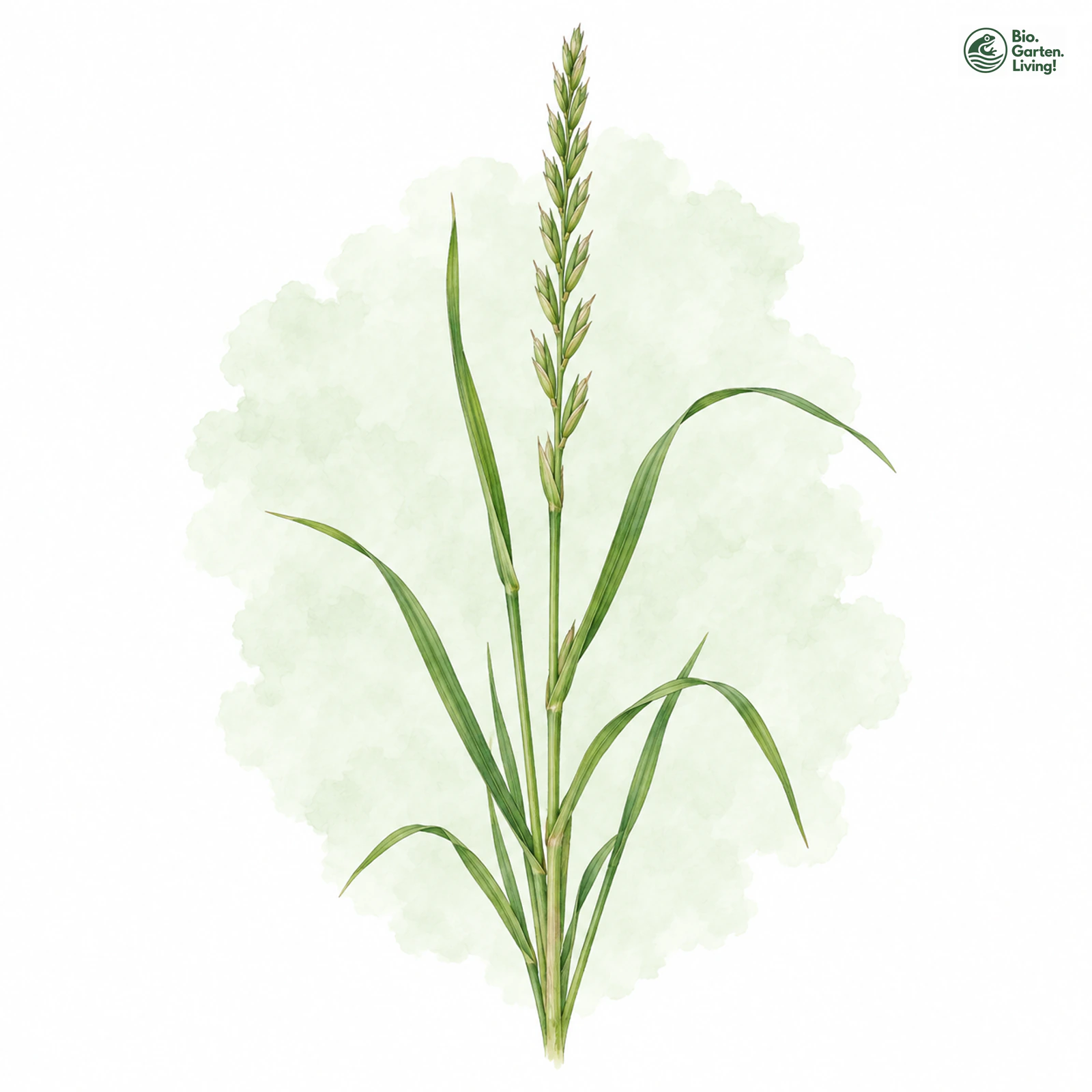 Aquarellzeichnung: Lein-Lolch (Lolium remotum)