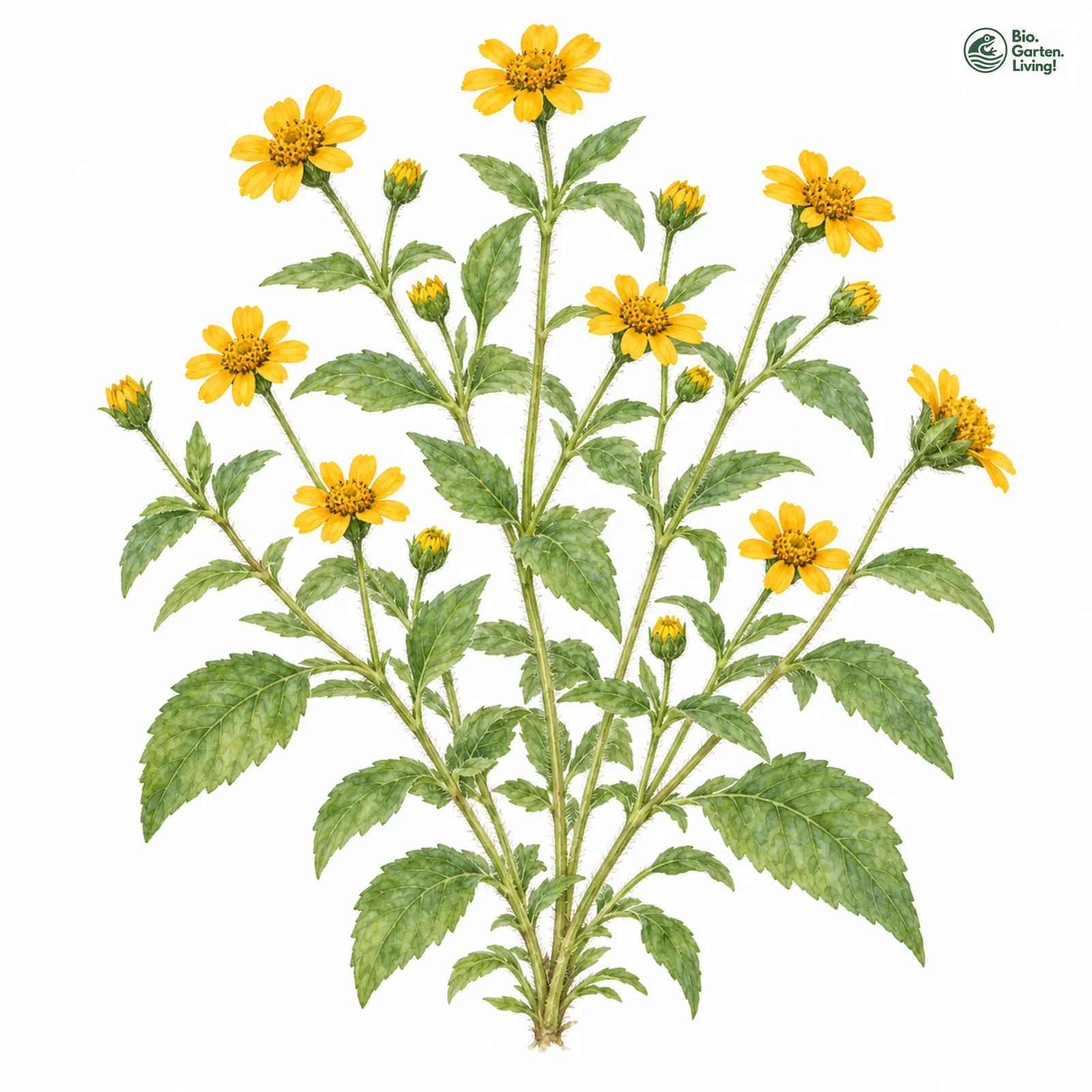 Aquarellzeichnung: Sterntaler (Melampodium divaricatum)