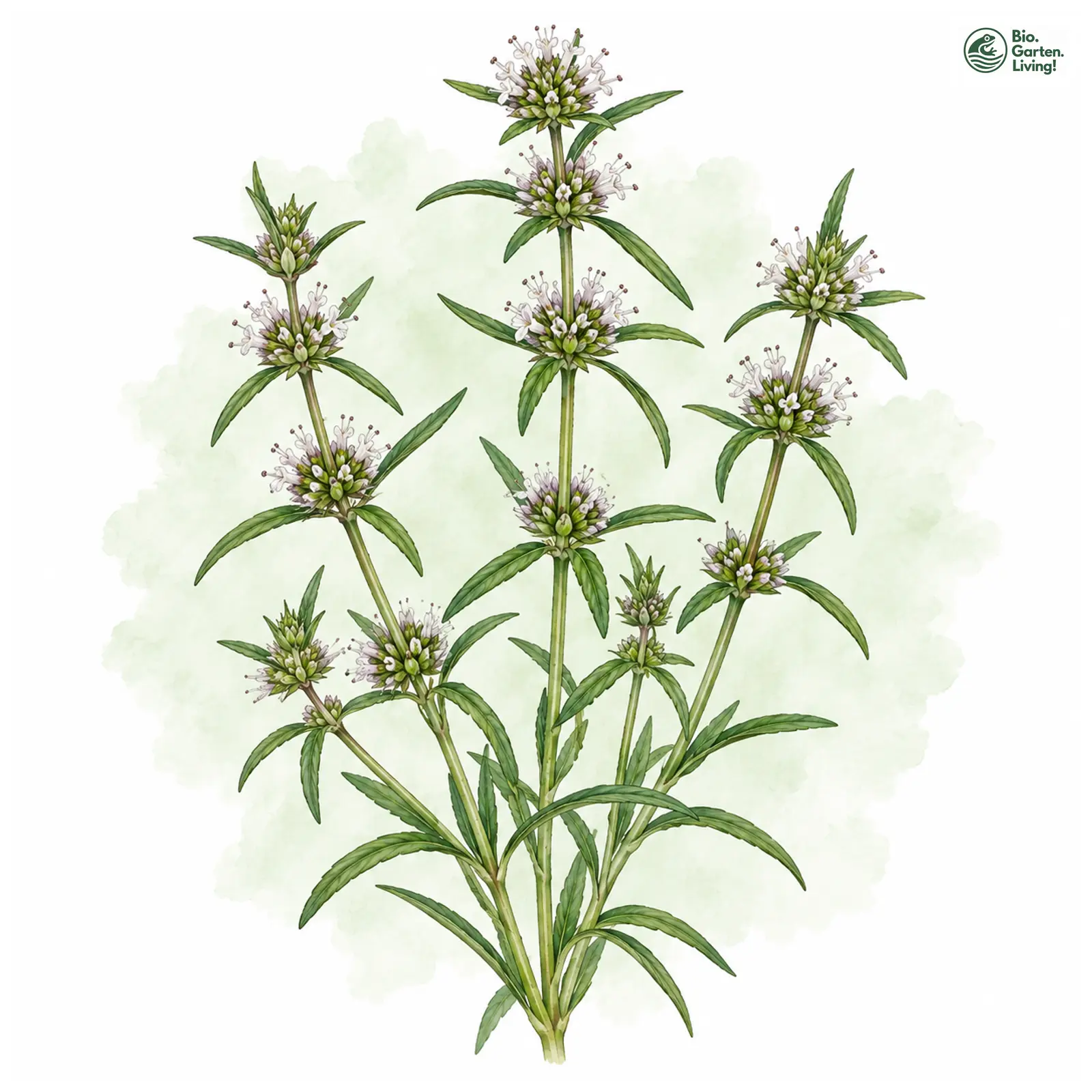Aquarellzeichnung: Hirschminze (Mentha cervina)