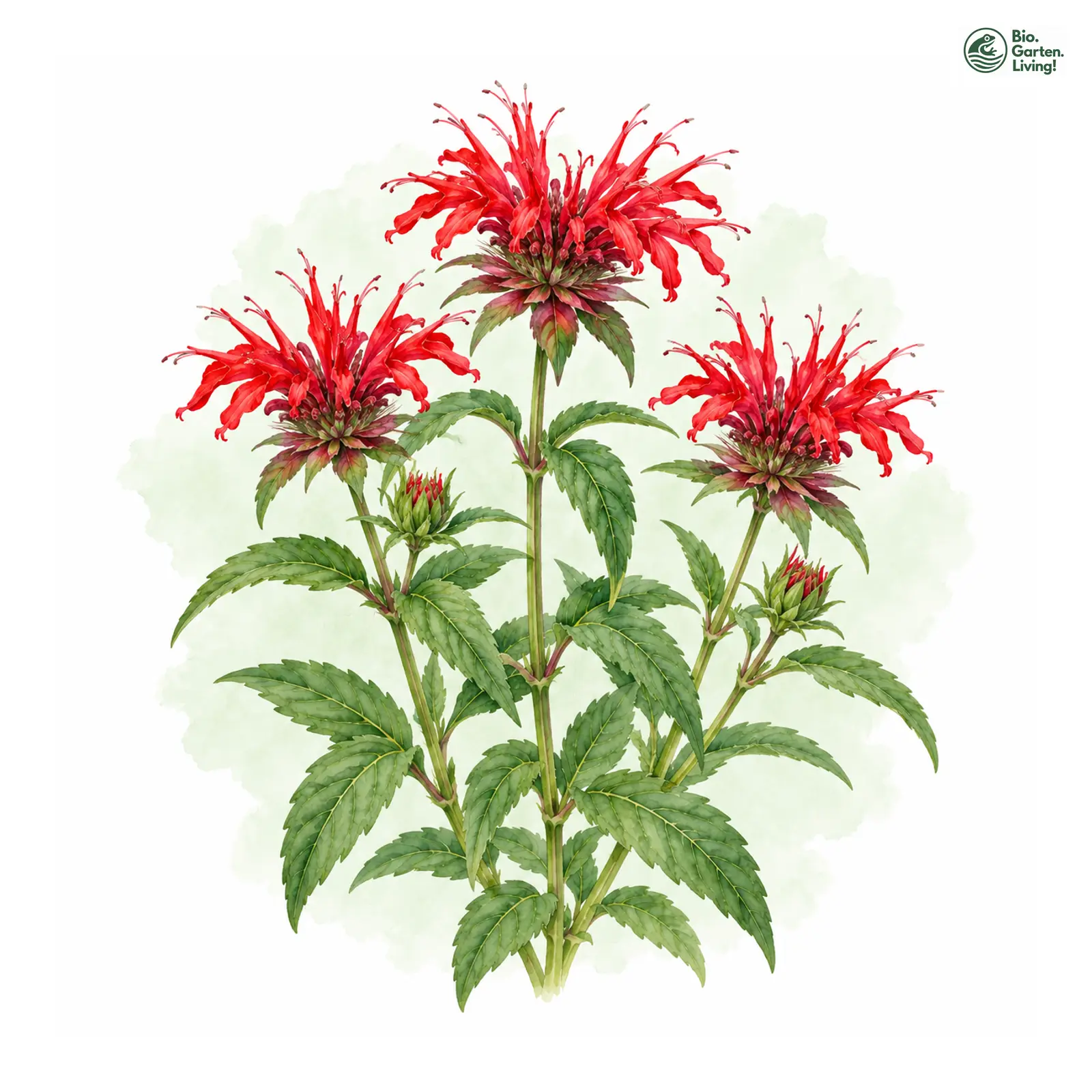 Aquarellzeichnung: Indianernessel (Monarda didyma)