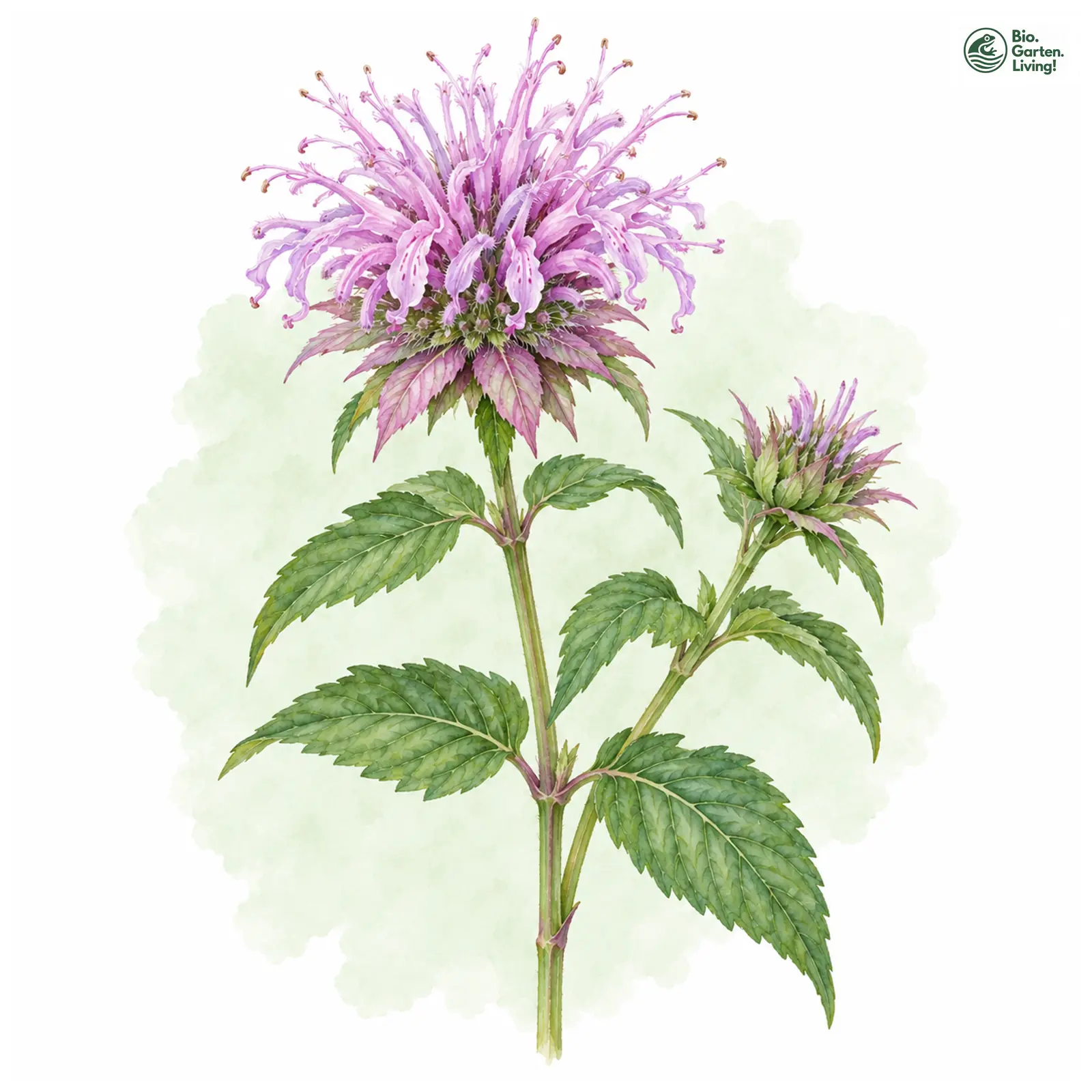Aquarellzeichnung: Röhrige Indianernessel (Monarda fistulosa)