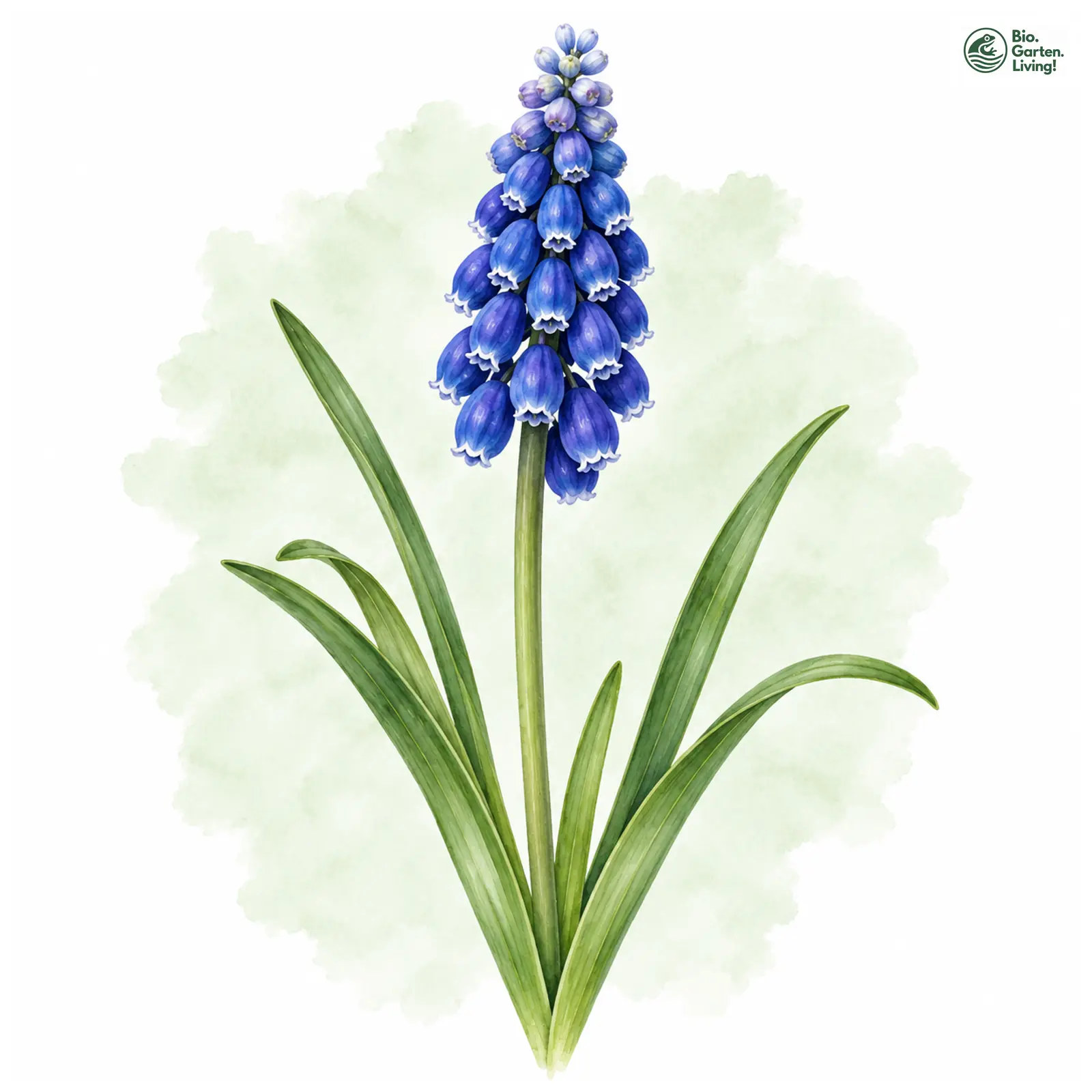 Aquarellzeichnung: Armenische Traubenhyazinthe (Muscari armeniacum)